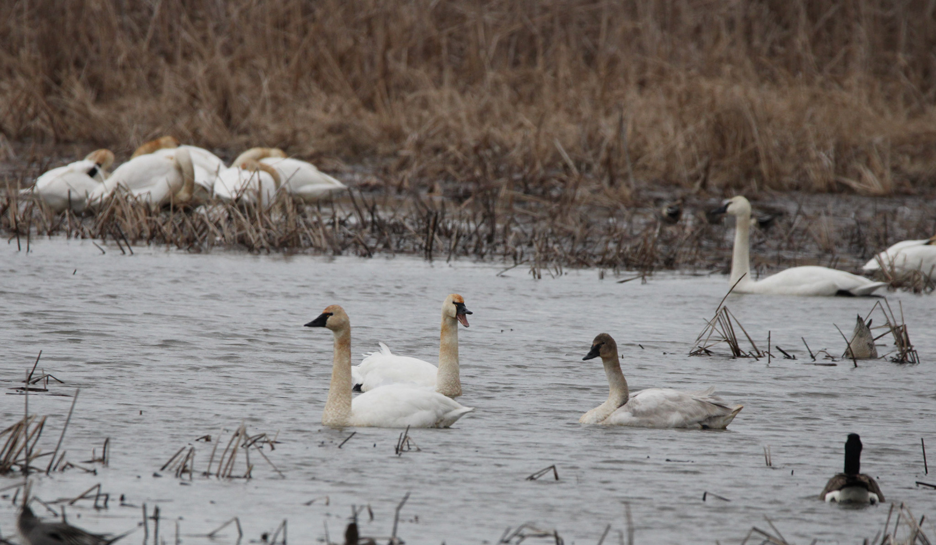 Tundra Swans