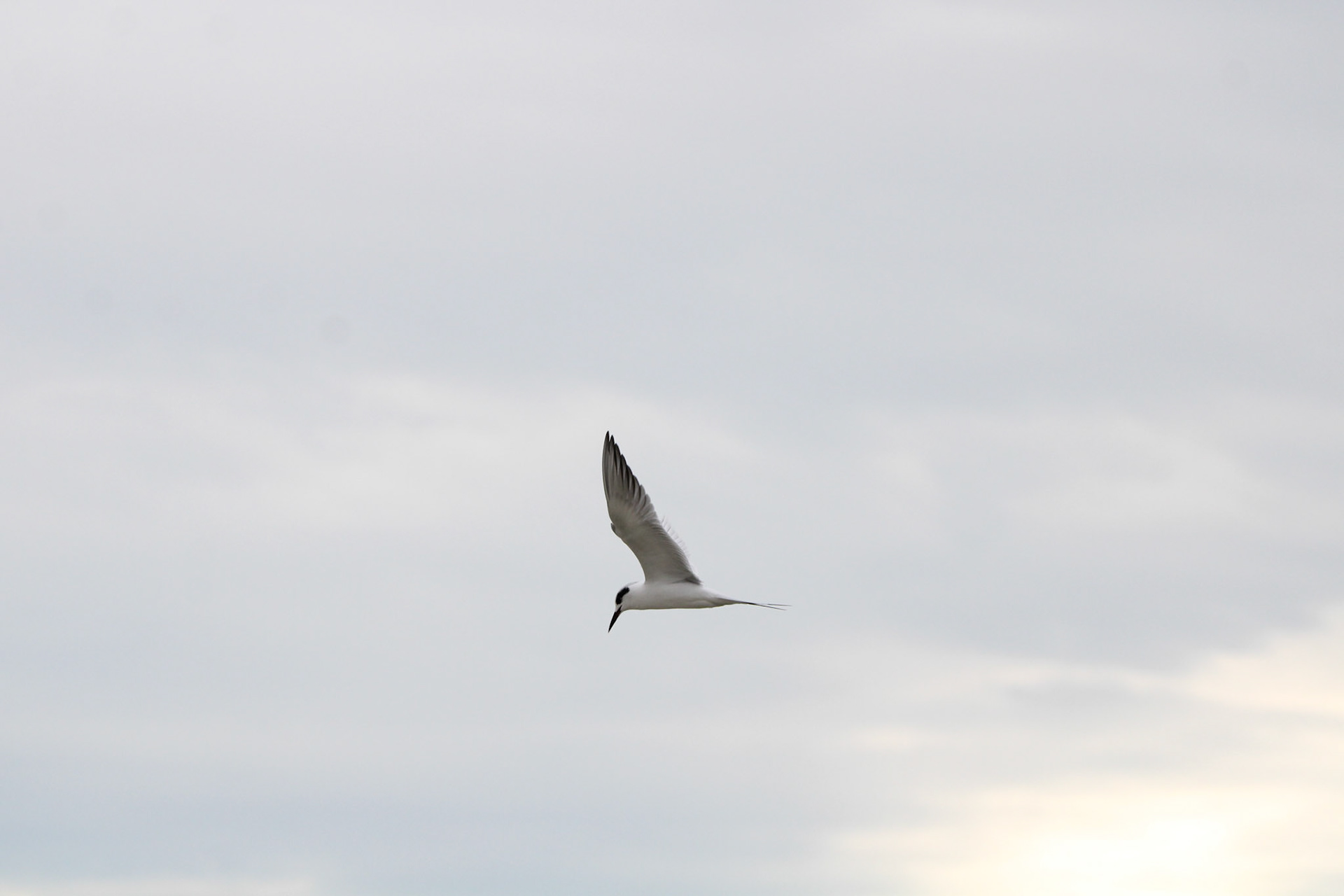 Forster's Tern