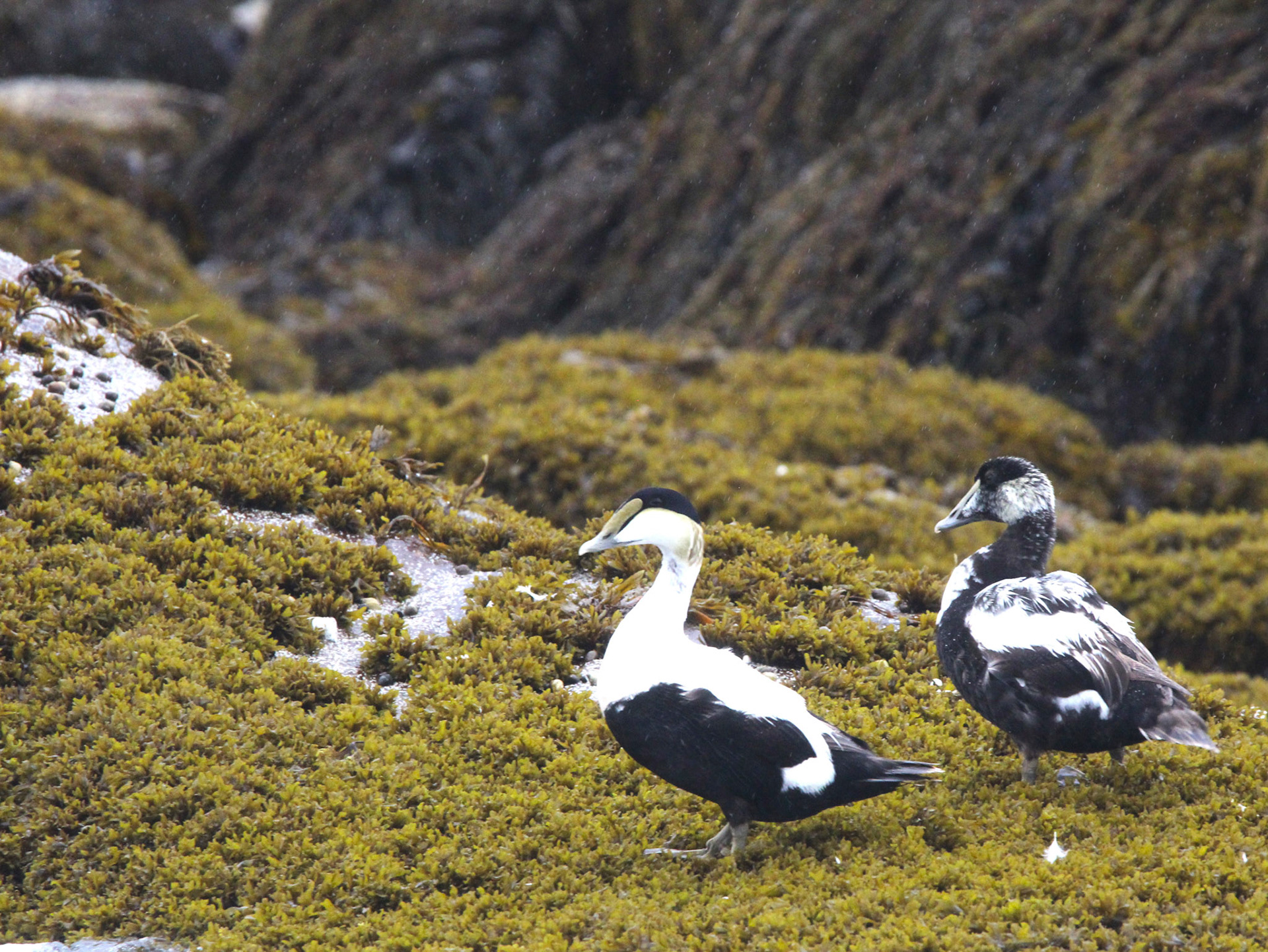 Common Eider
