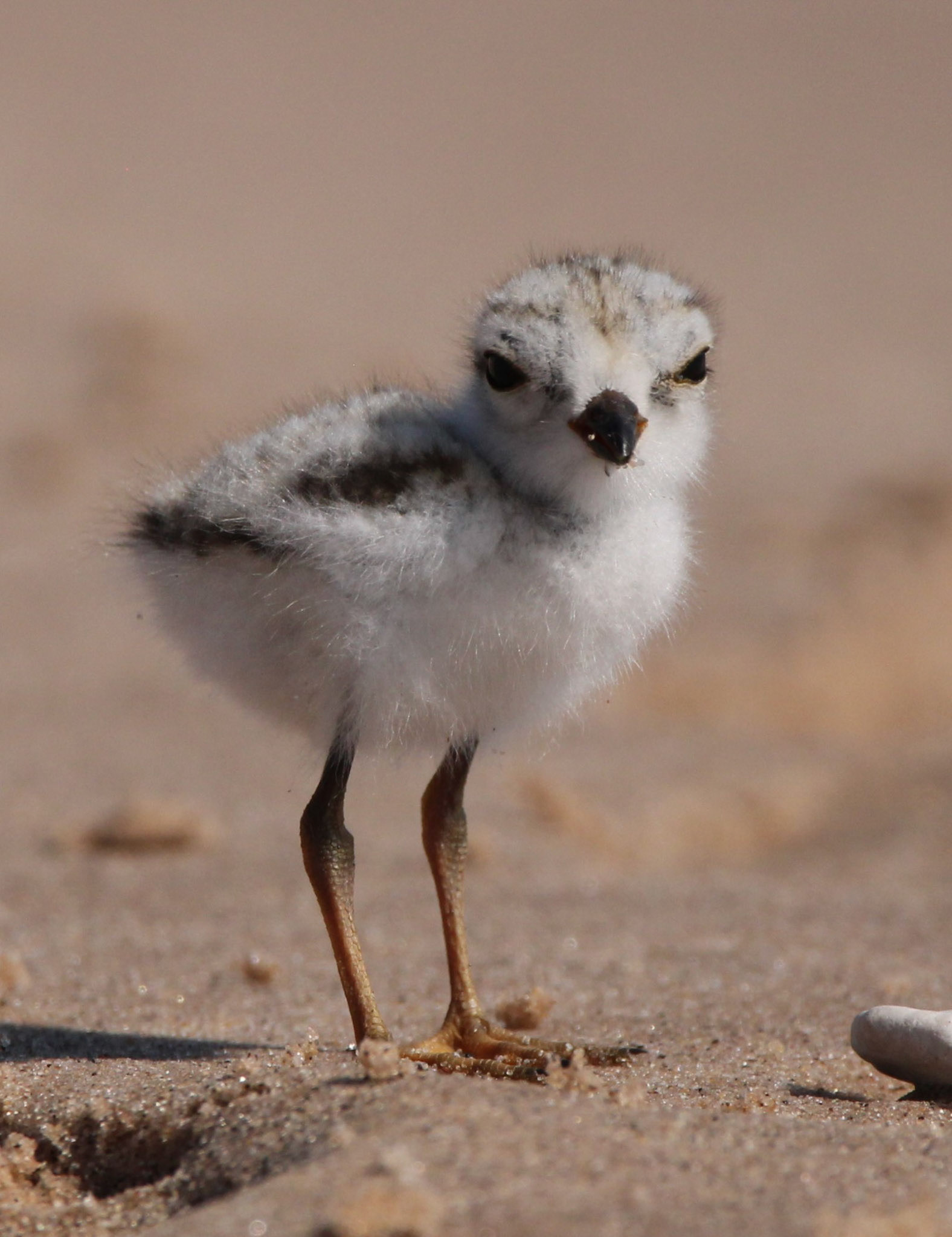 Piping Plover