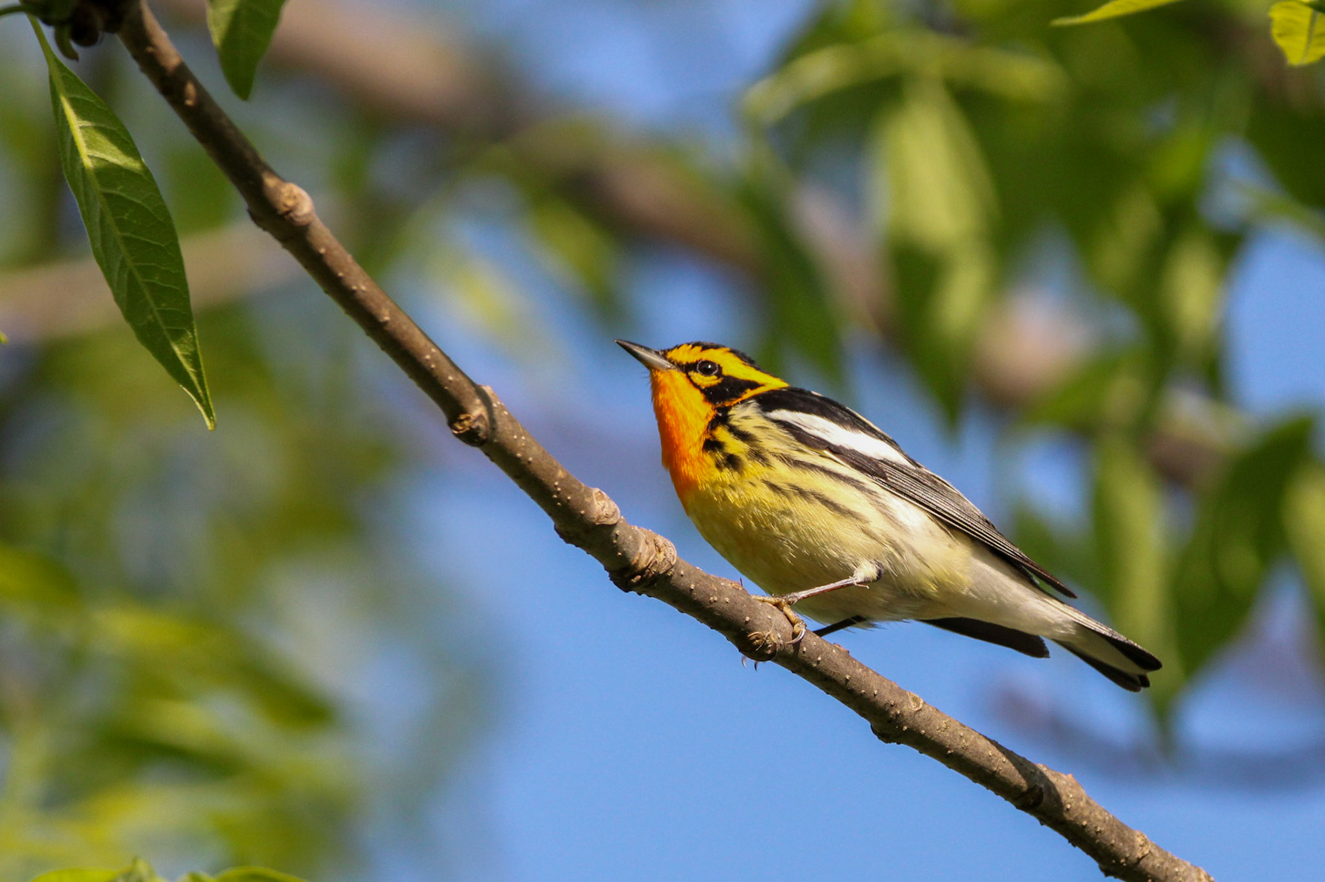 Blackburnian Warbler