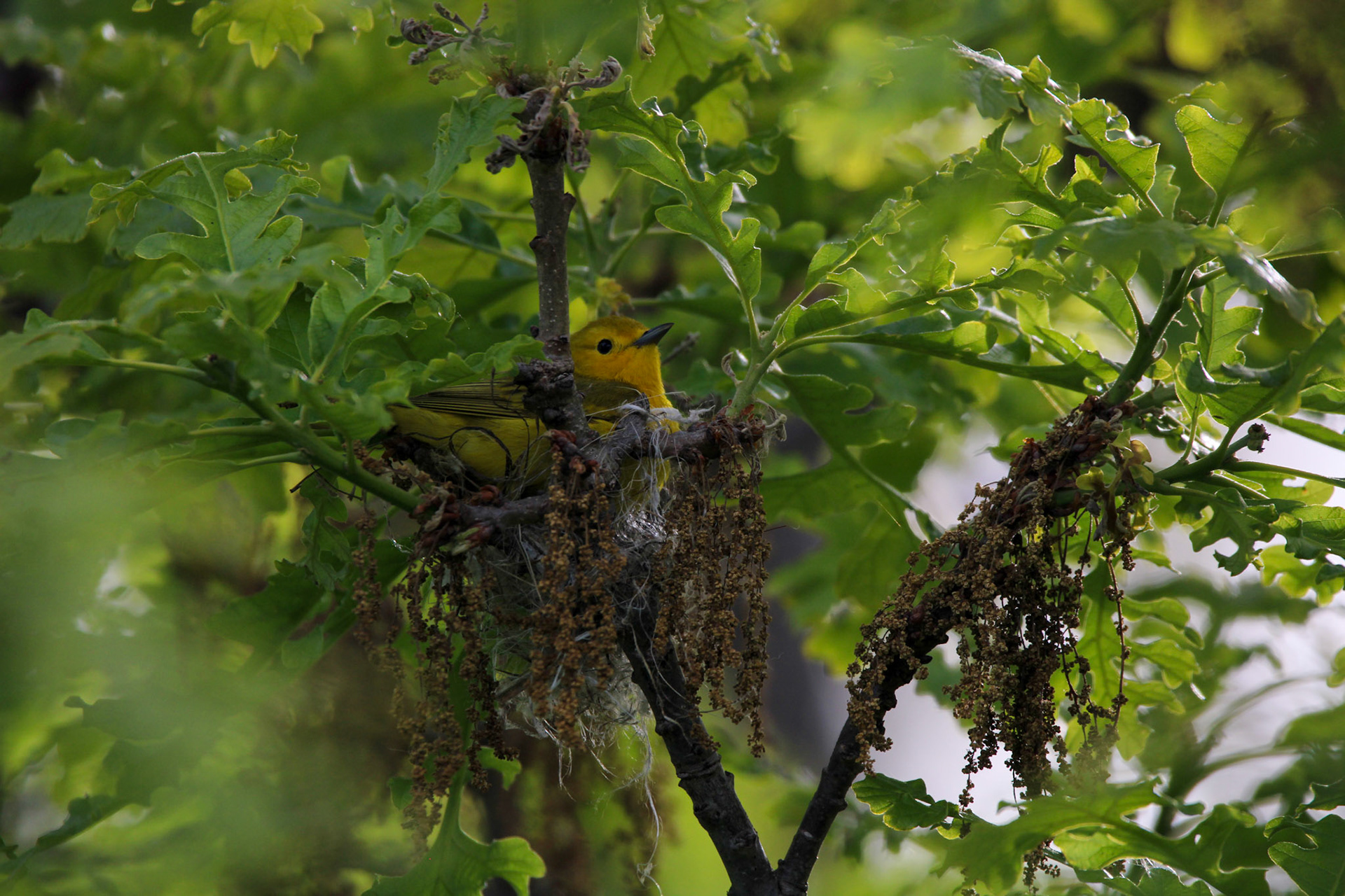 Yellow Warbler