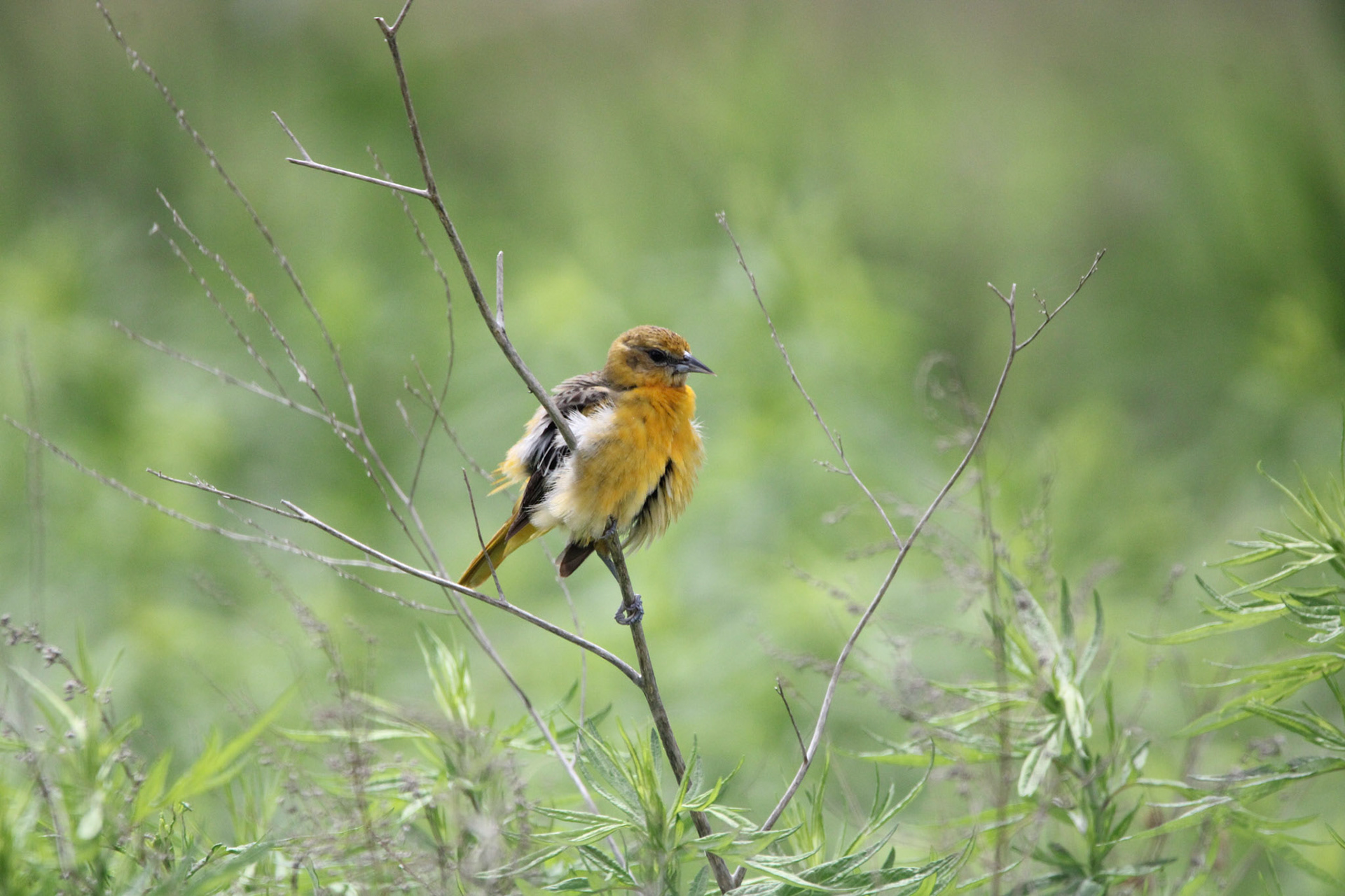 Balitmore Oriole (Female)