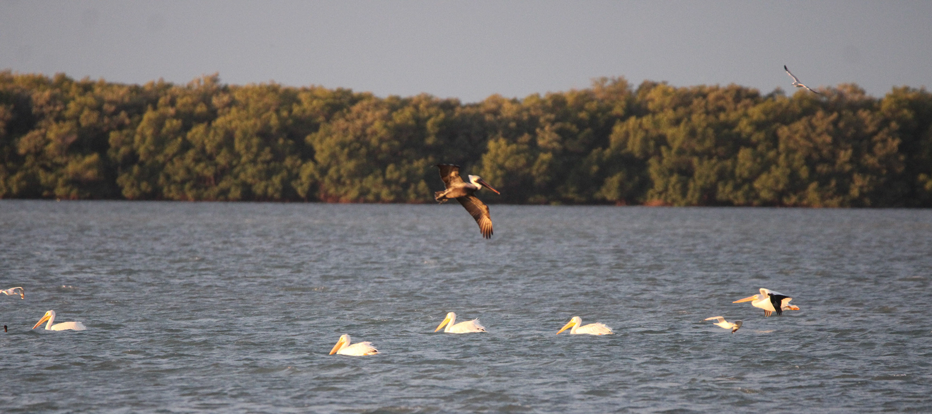 Brown Pelican and American White Pelicans