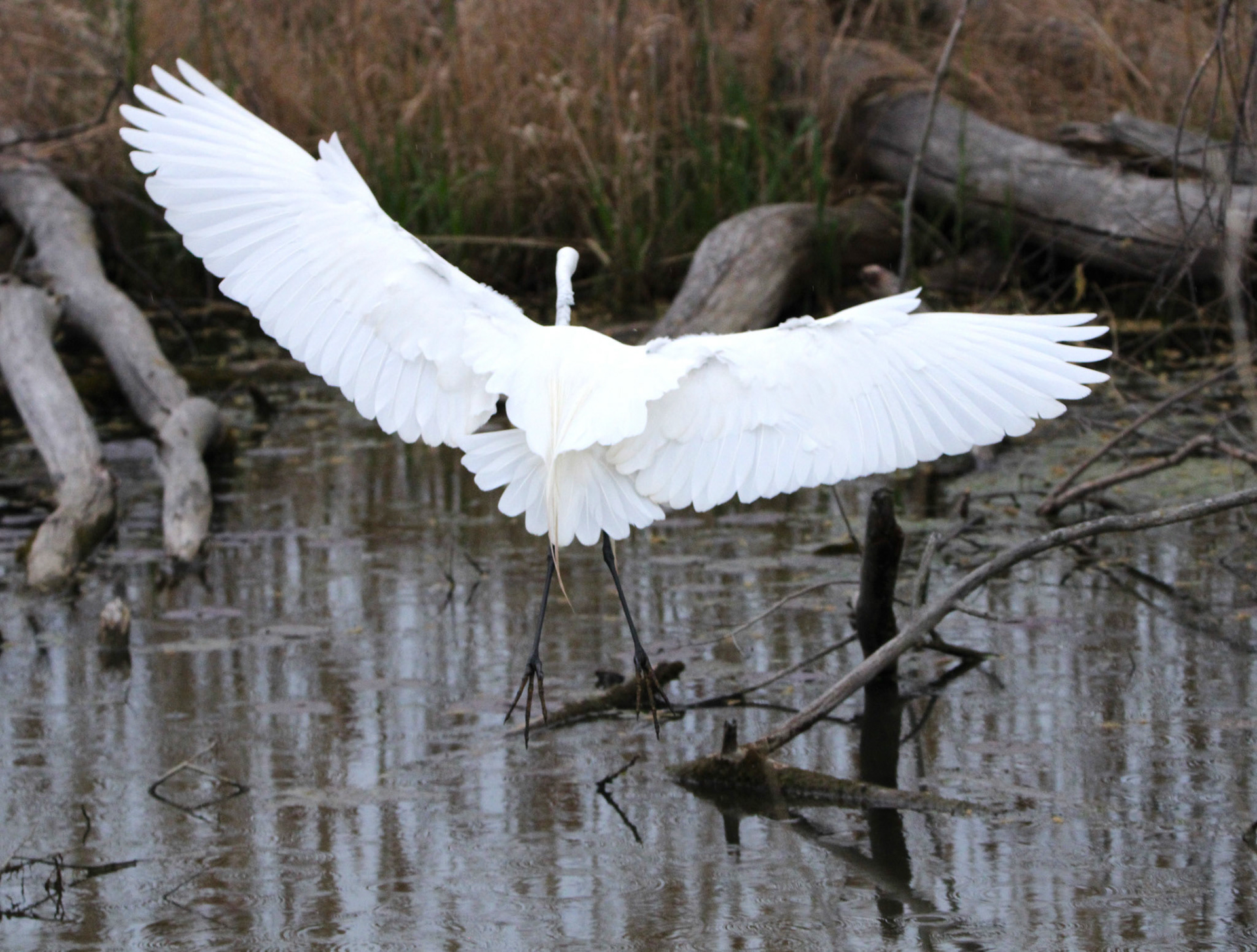 Great Egret