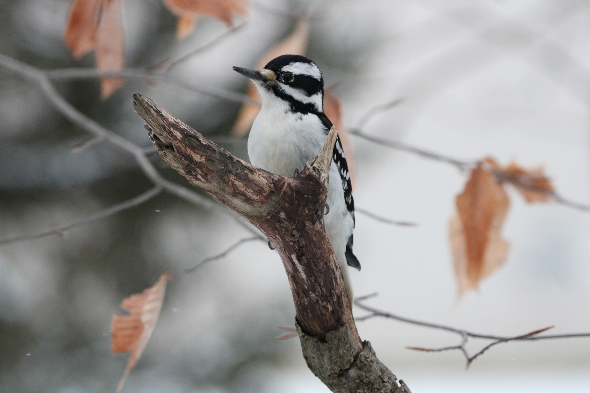 Hairy Woodpecker