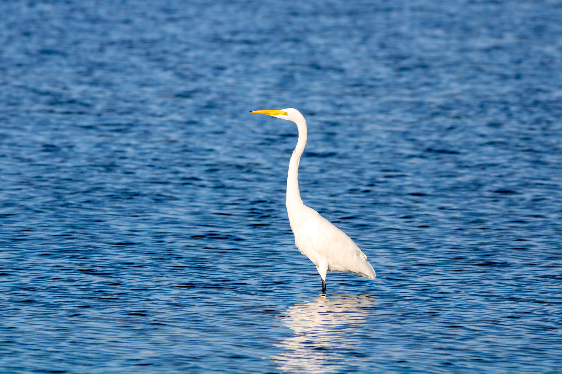 Great Egret
