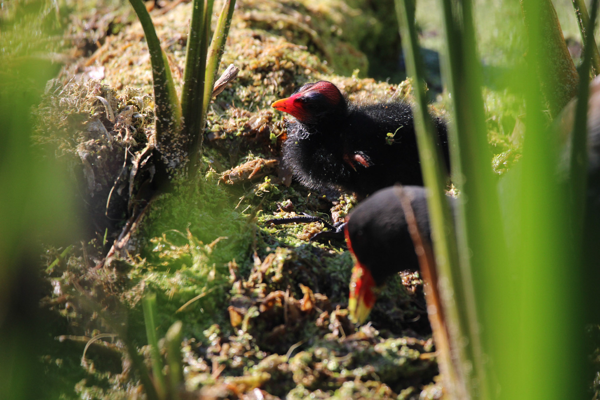 Common Gallinule - Green Cay Wetlands