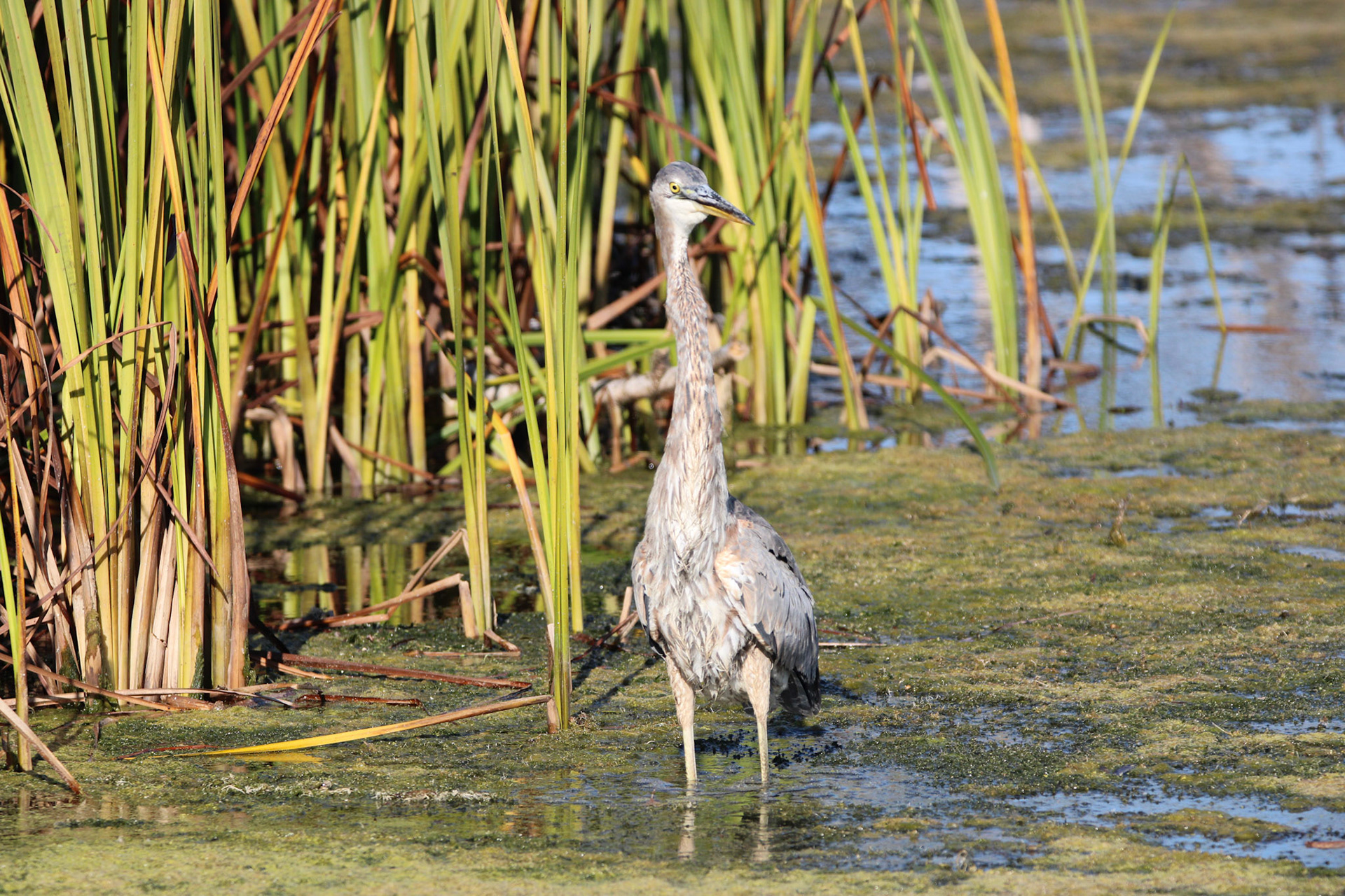 Great Blue Heron