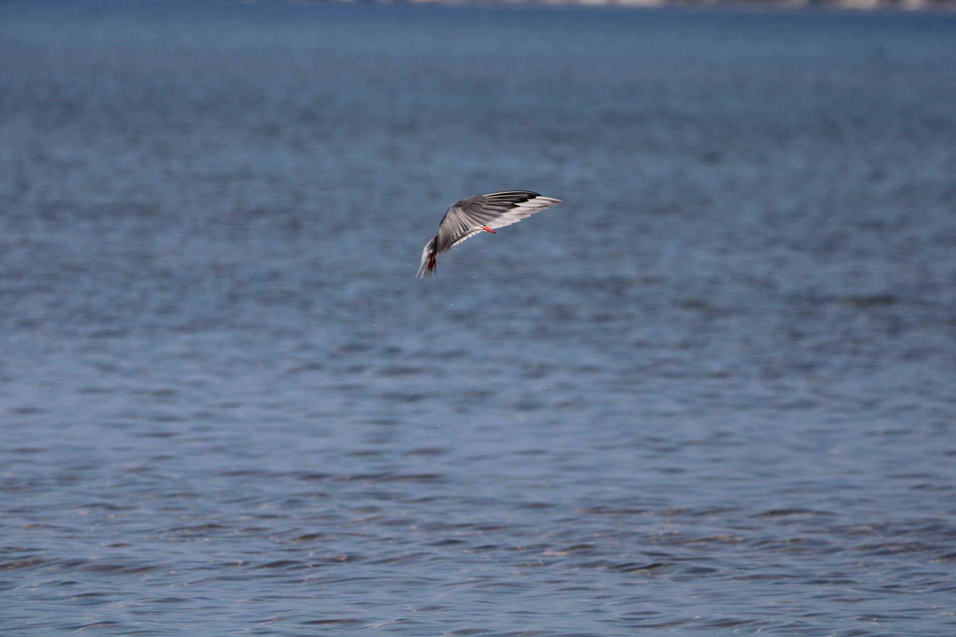 Common Tern