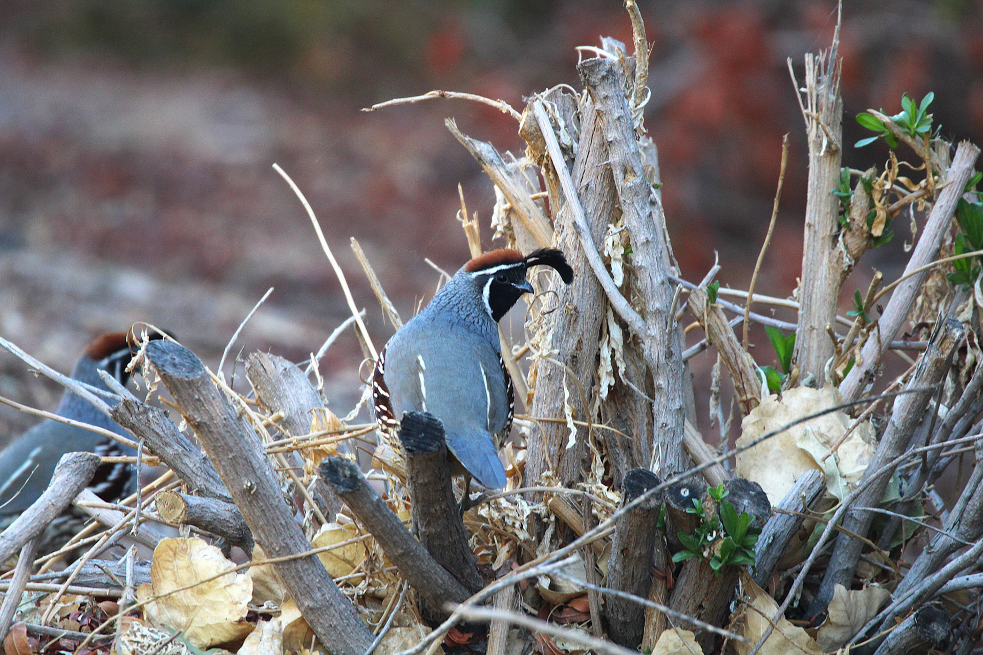 Gambel's Quail
