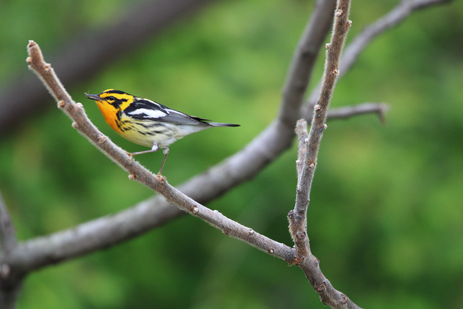 Blackburnian Warbler