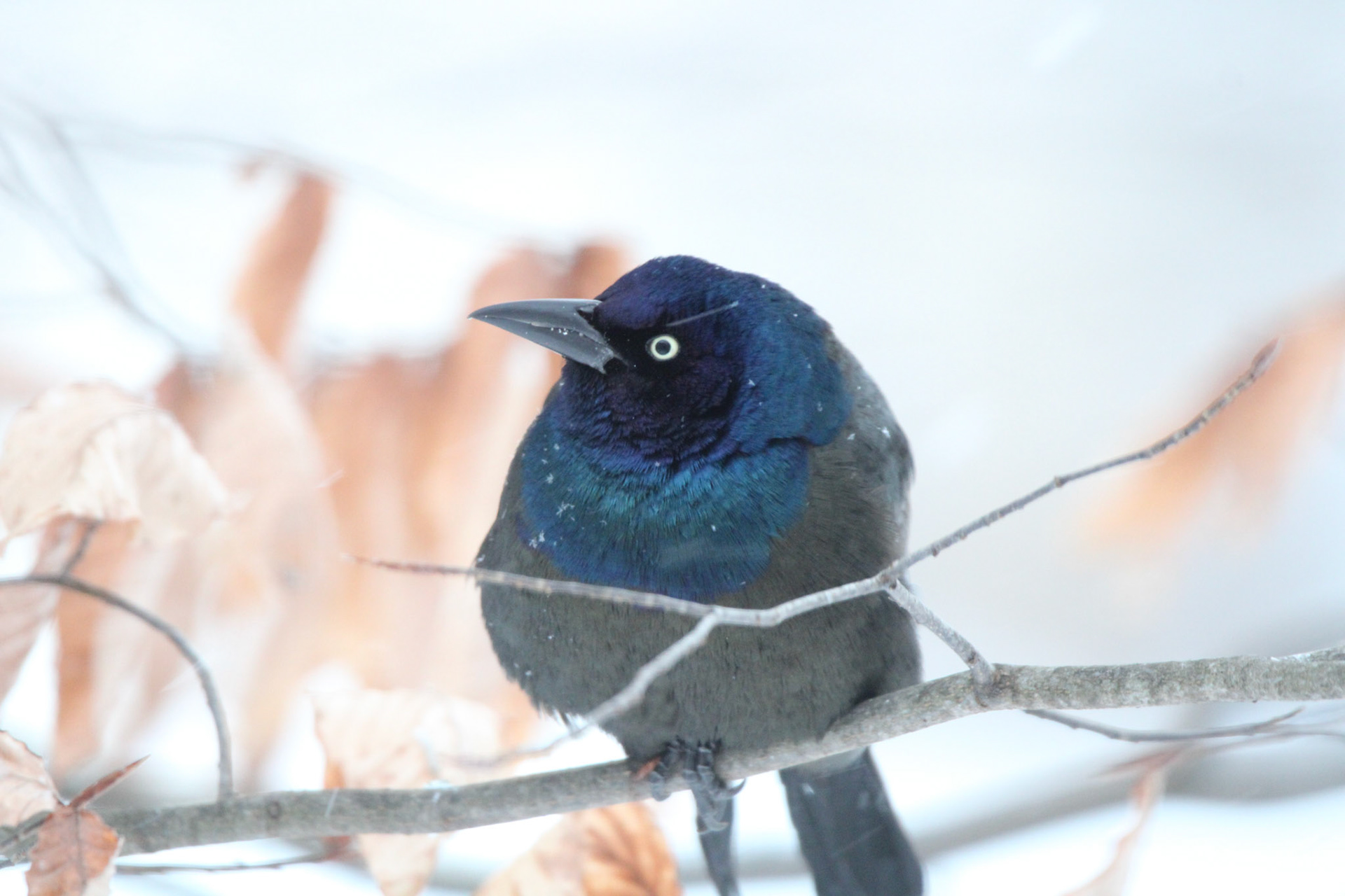 Common Grackle