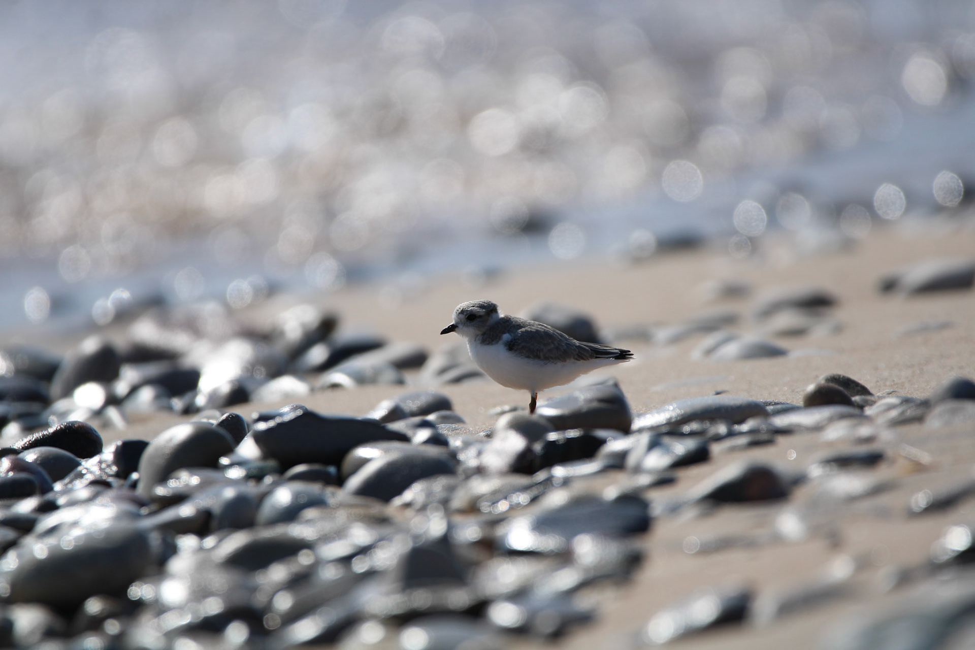 Piping Plover