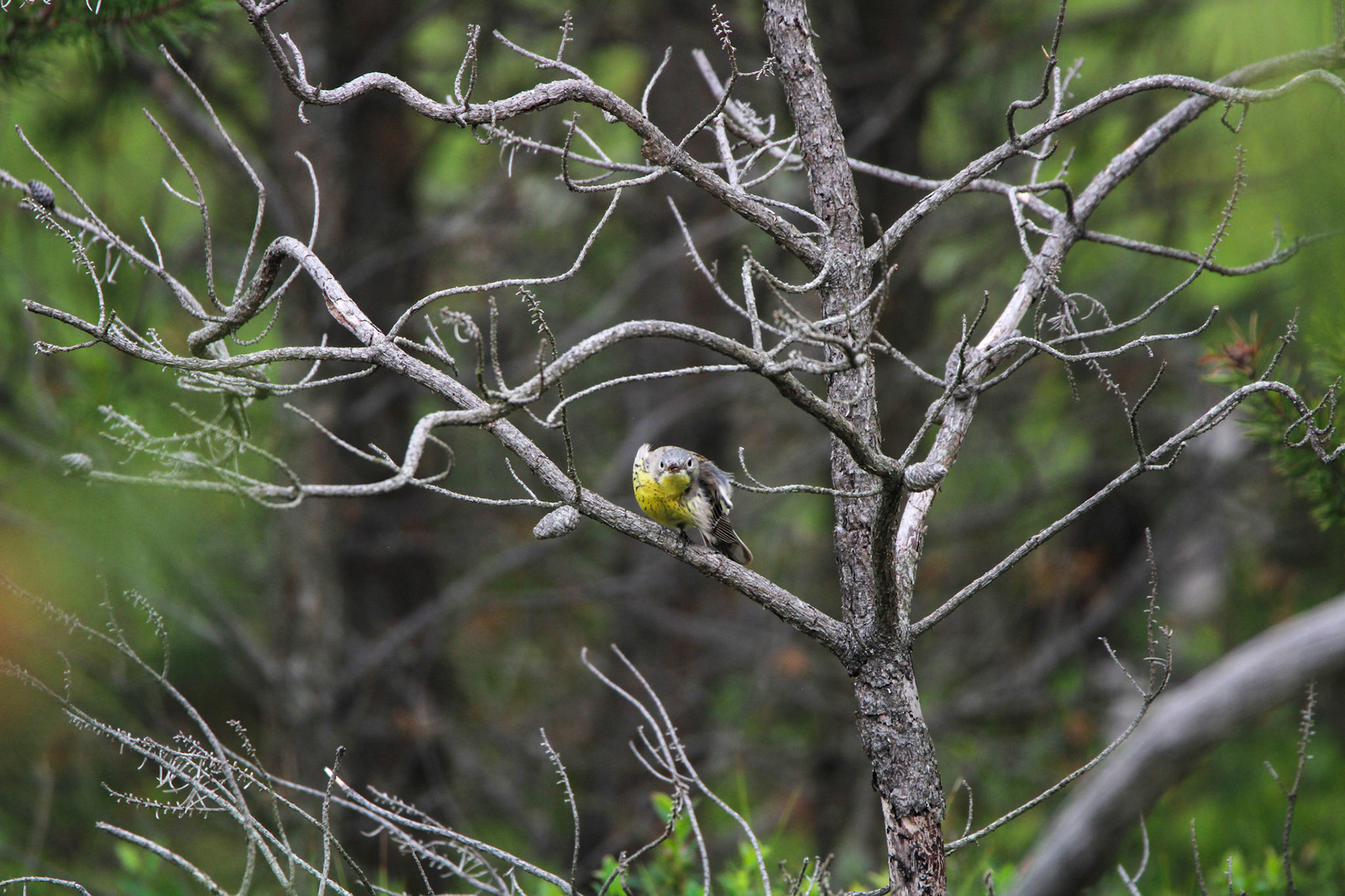 Kirtland's Warbler - Huron National Forest