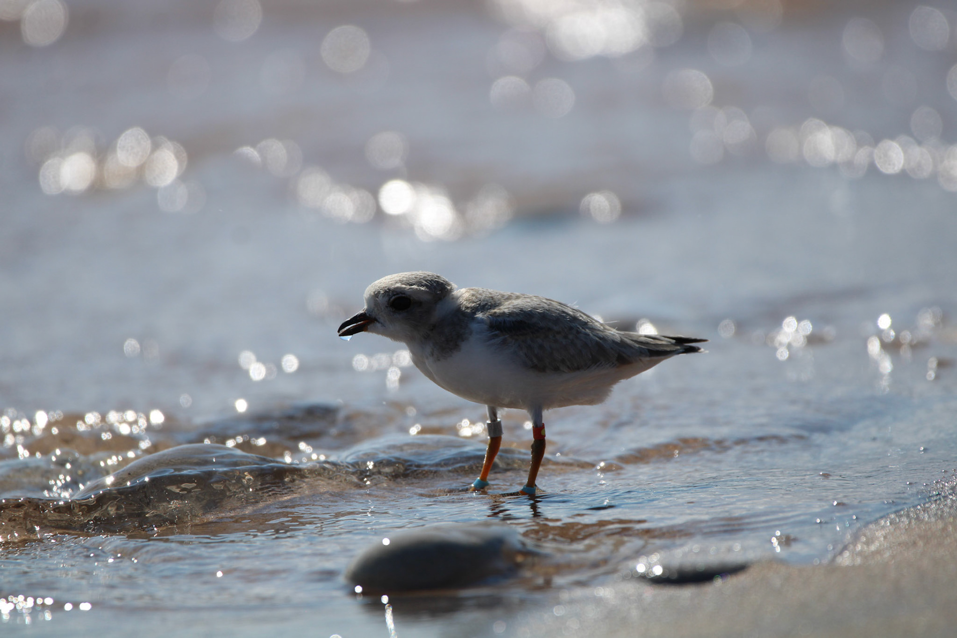 Piping Plover