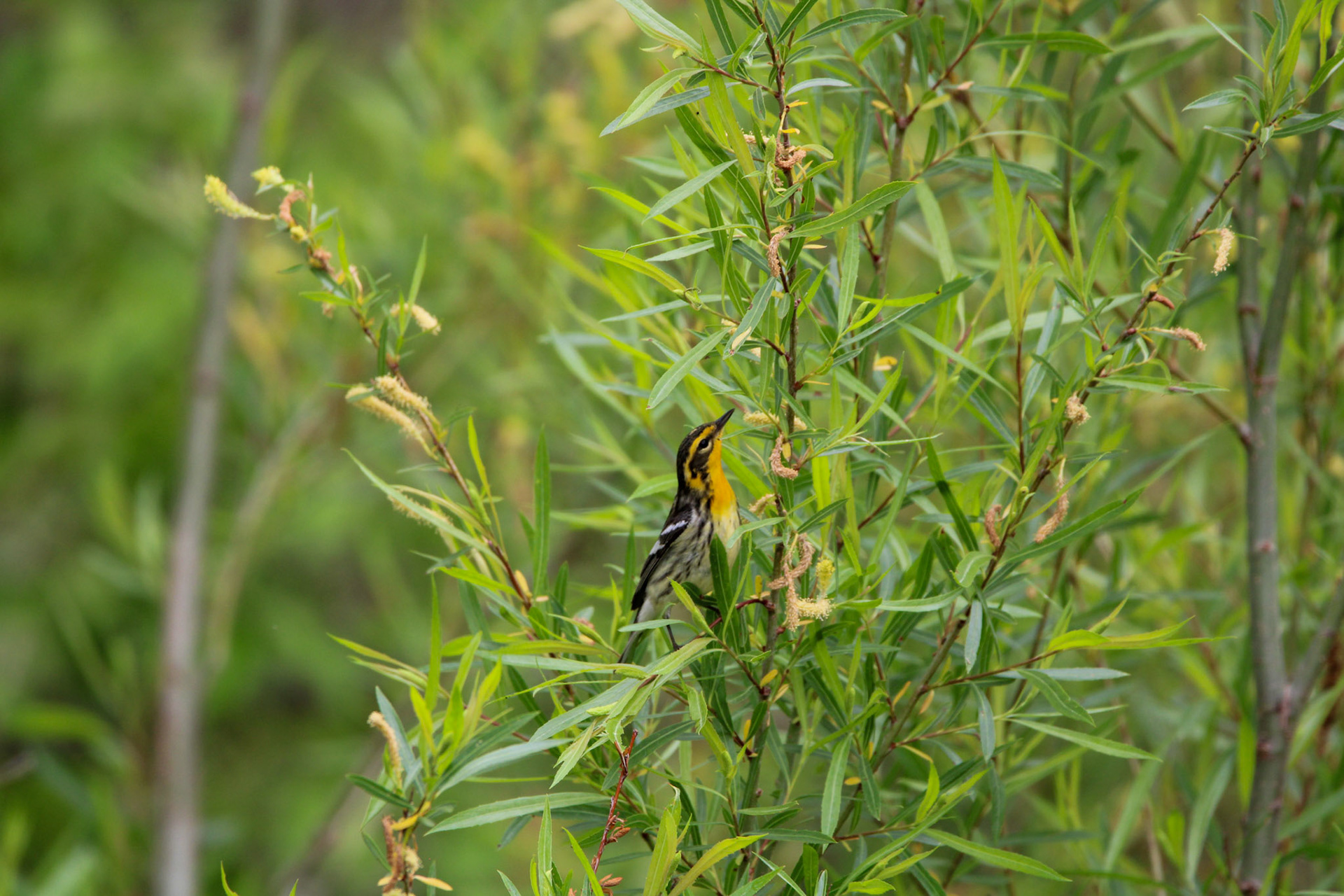 Blackburnian Warbler