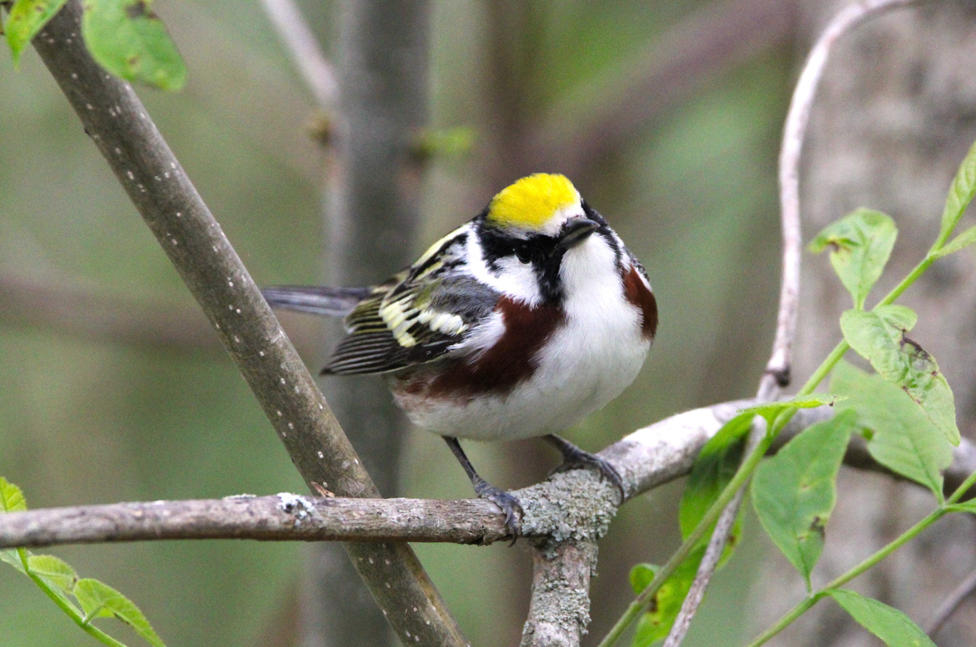 Chestnut-sided Warbler