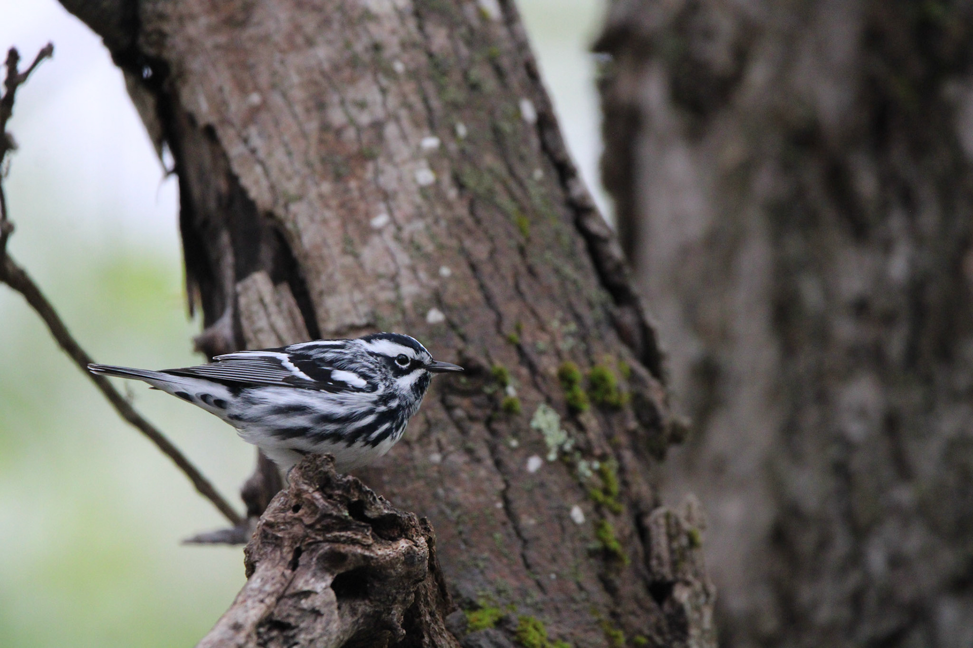 Black-and-white Warbler