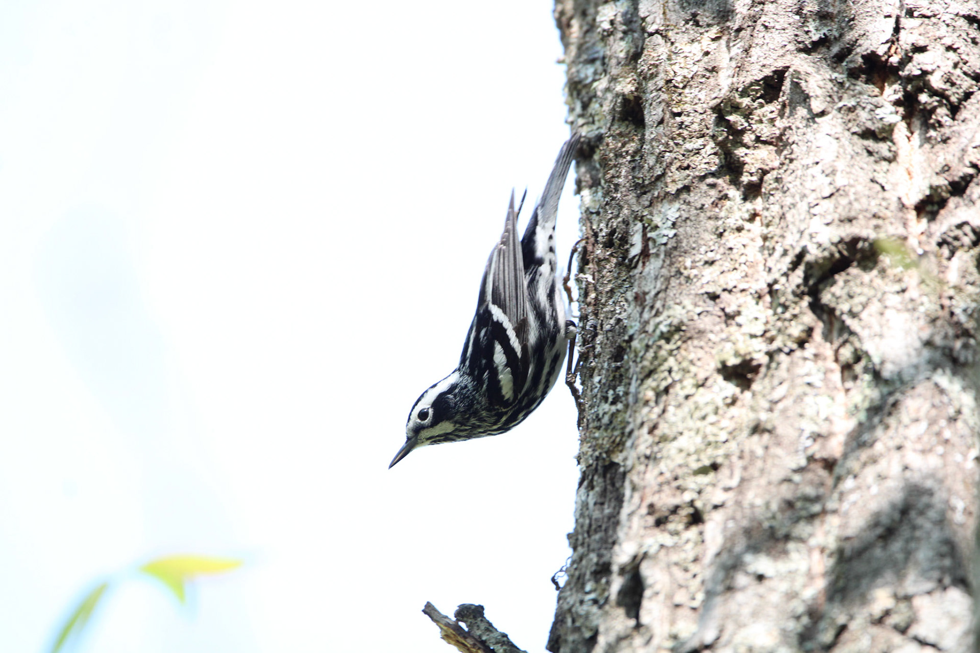 Black-and-White Warbler