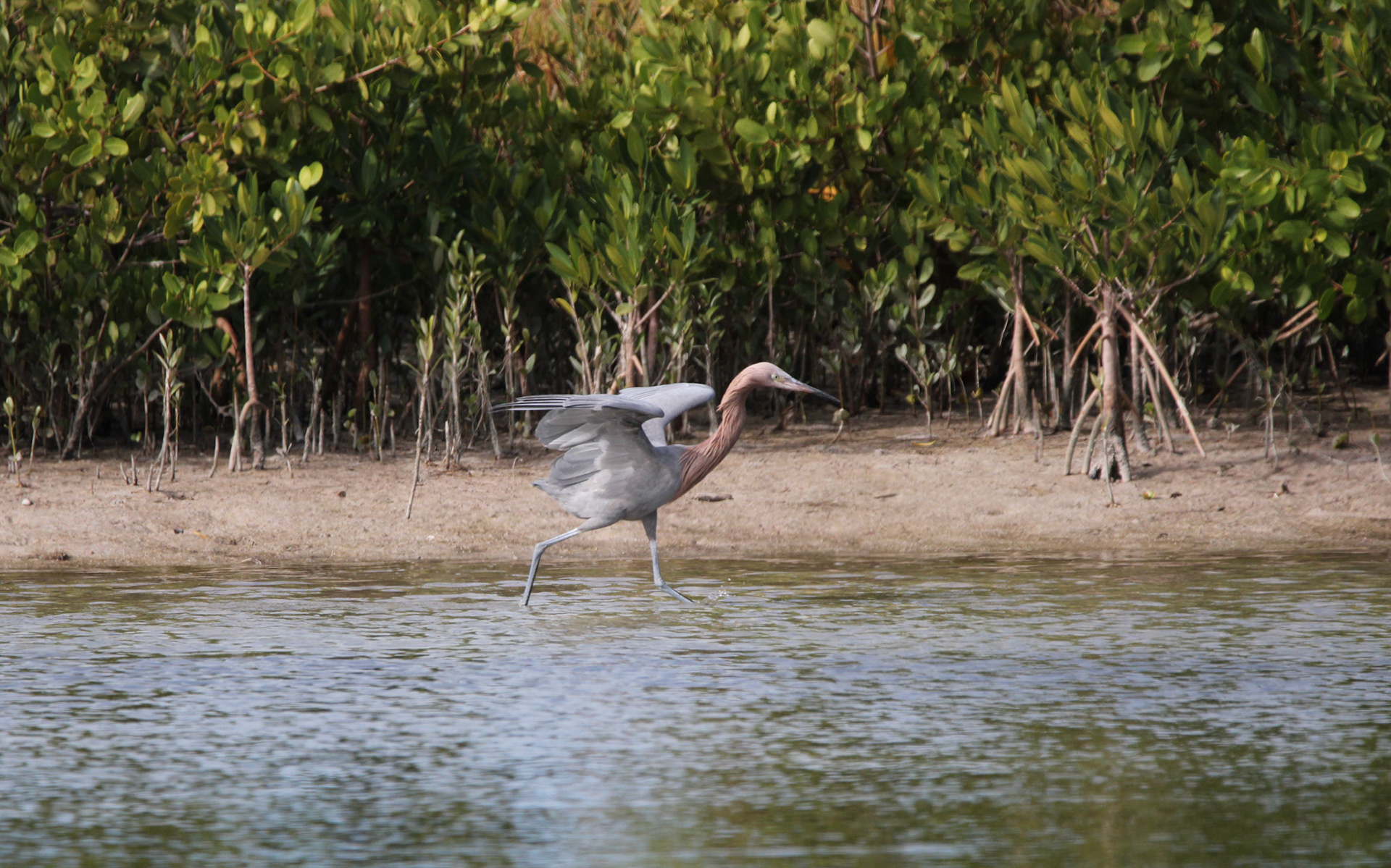 Reddish Egret
