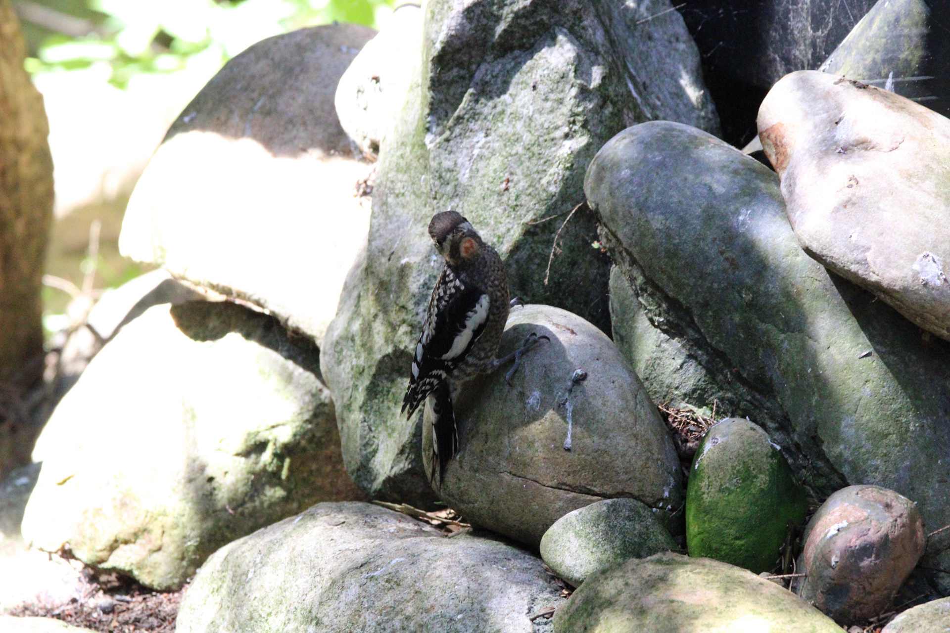 Yellow-bellied Sapsucker