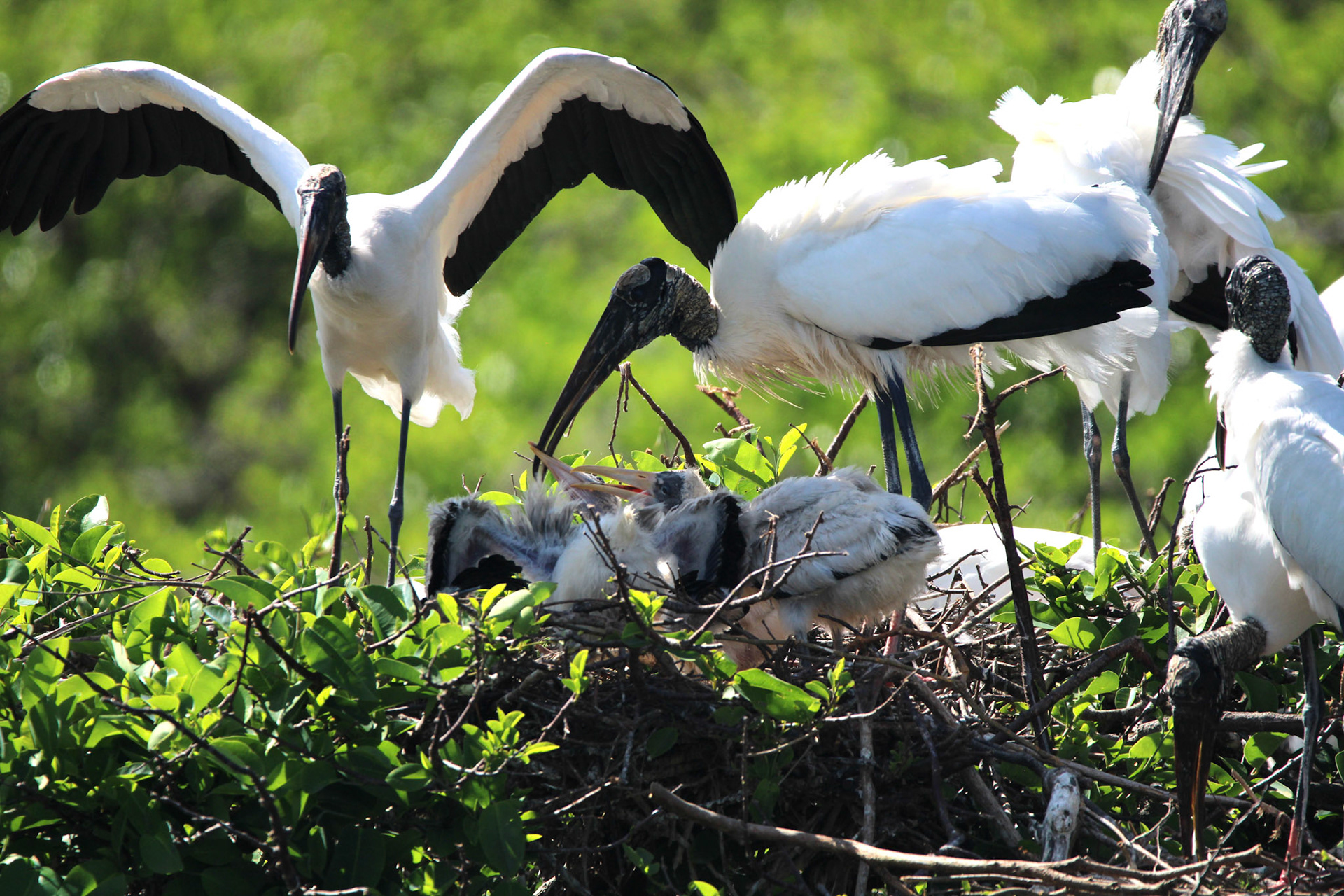 Wood Stork - Wakodahatchee Wetlands