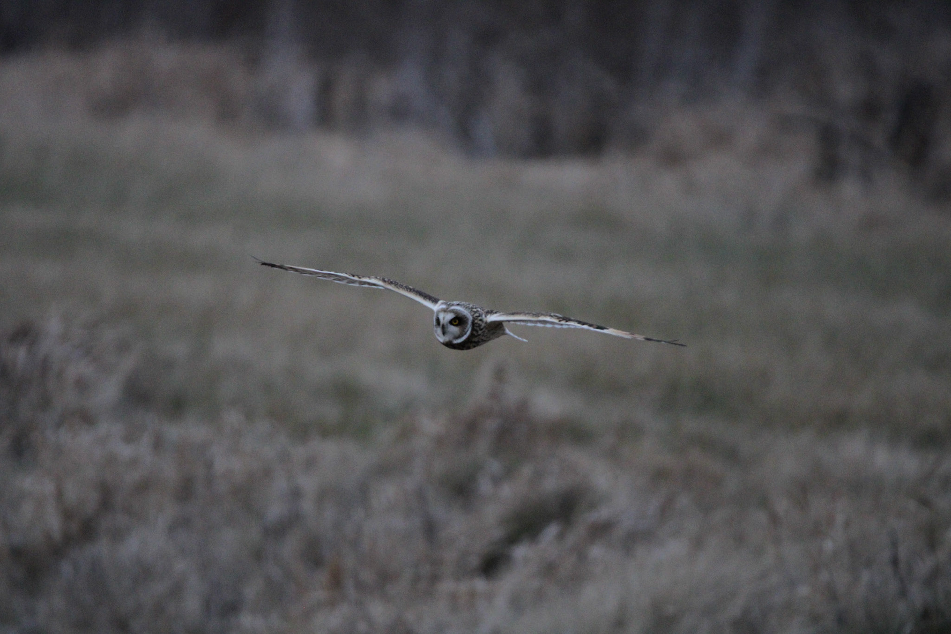 Short-eared Owl