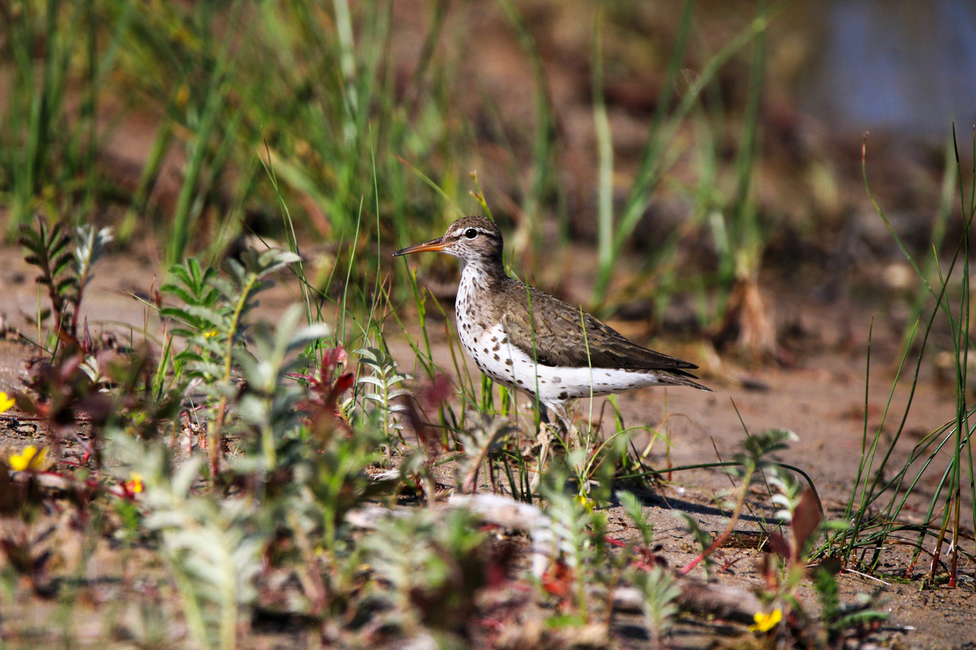 Spotted Sandpiper