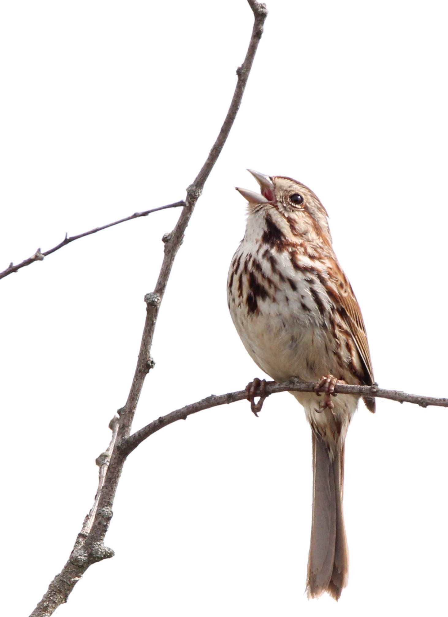 Song Sparrow