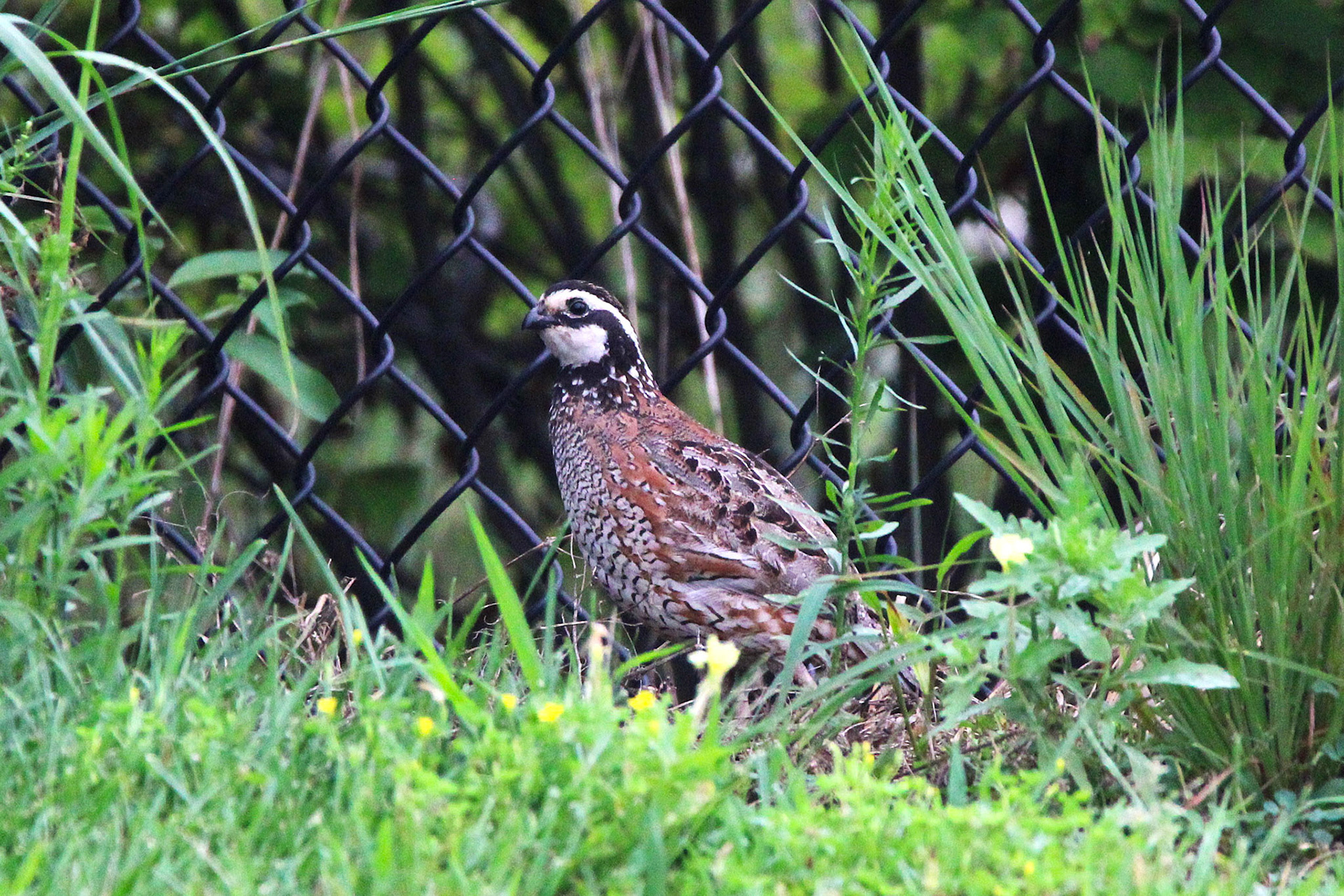 Northern Bobwhite Quail