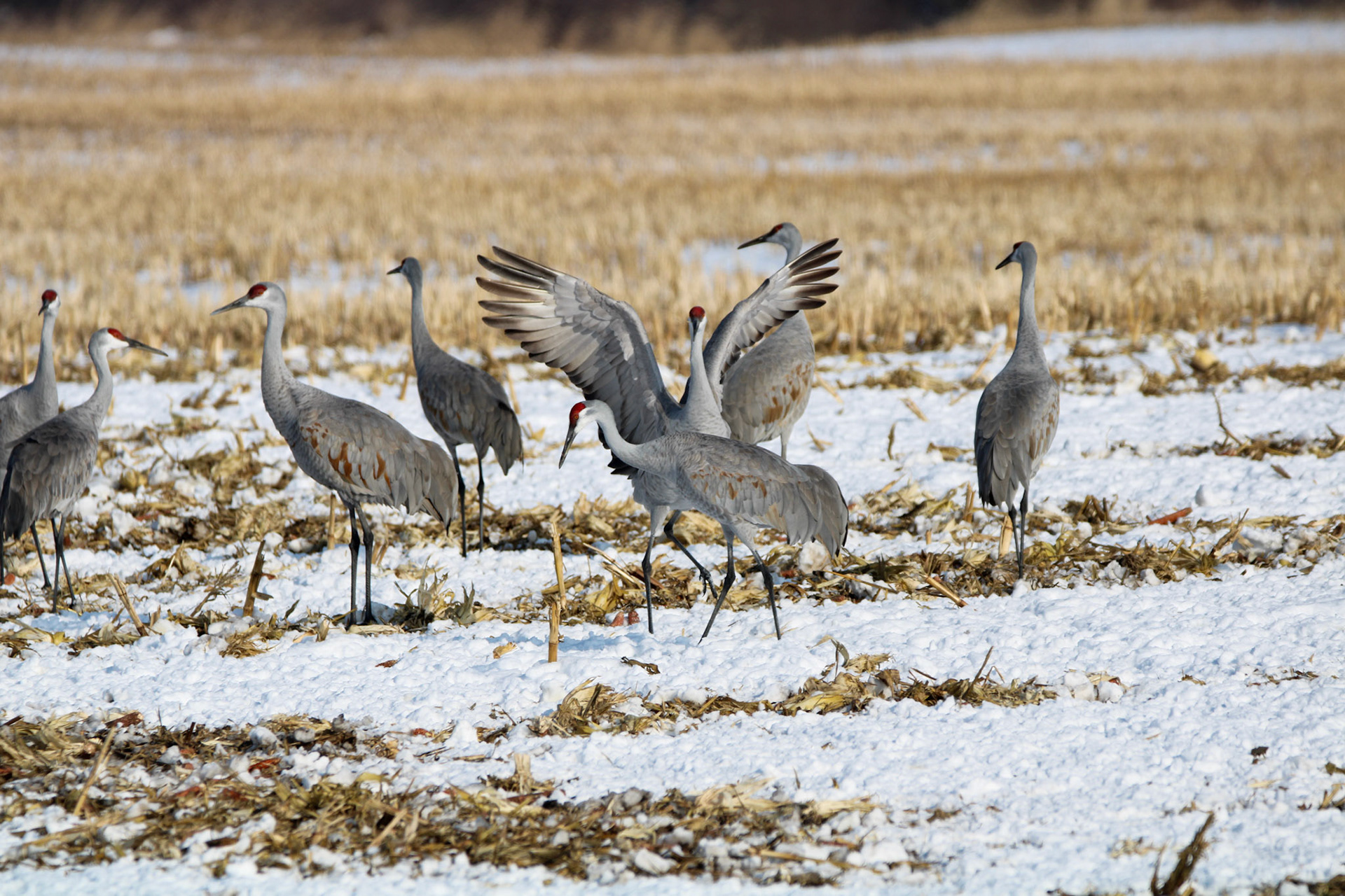 Sandhill Cranes