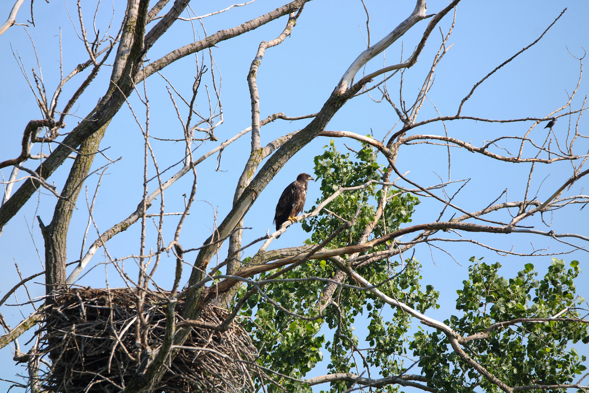 Bald Eagle - Sterling State Park