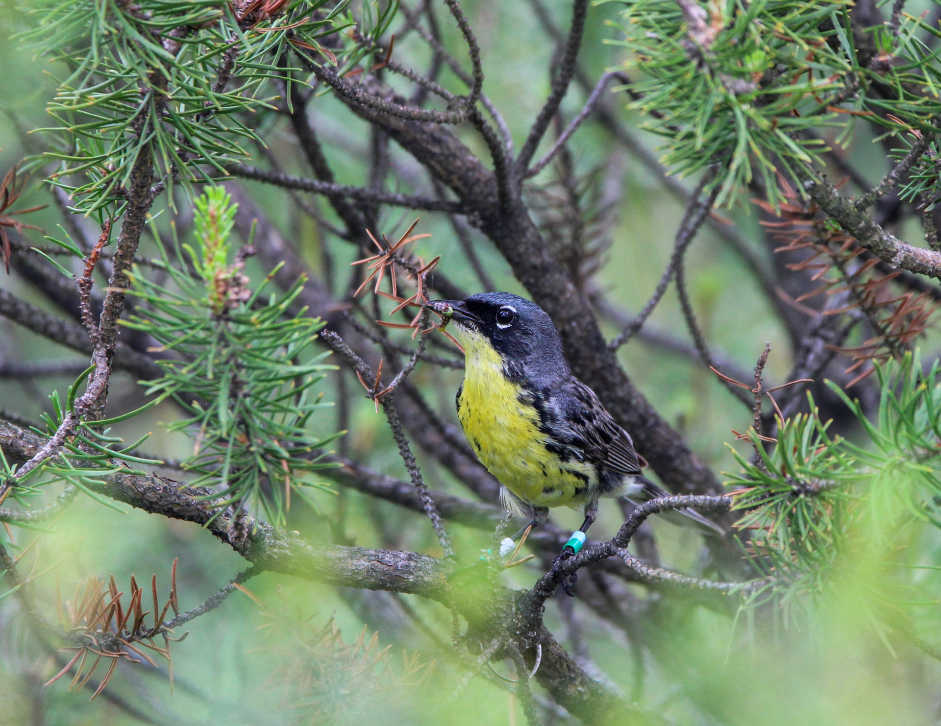 Kirtland's Warbler - Huron National Forest