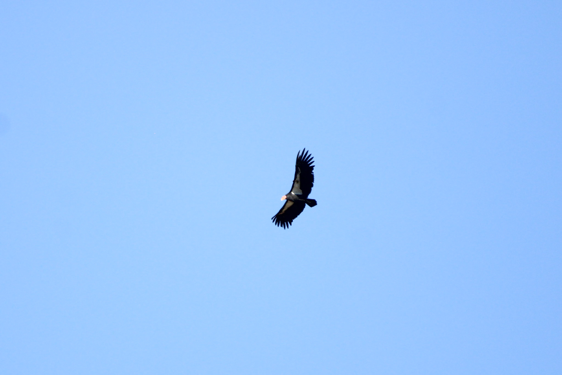 California Condor - Pinnacles National Park