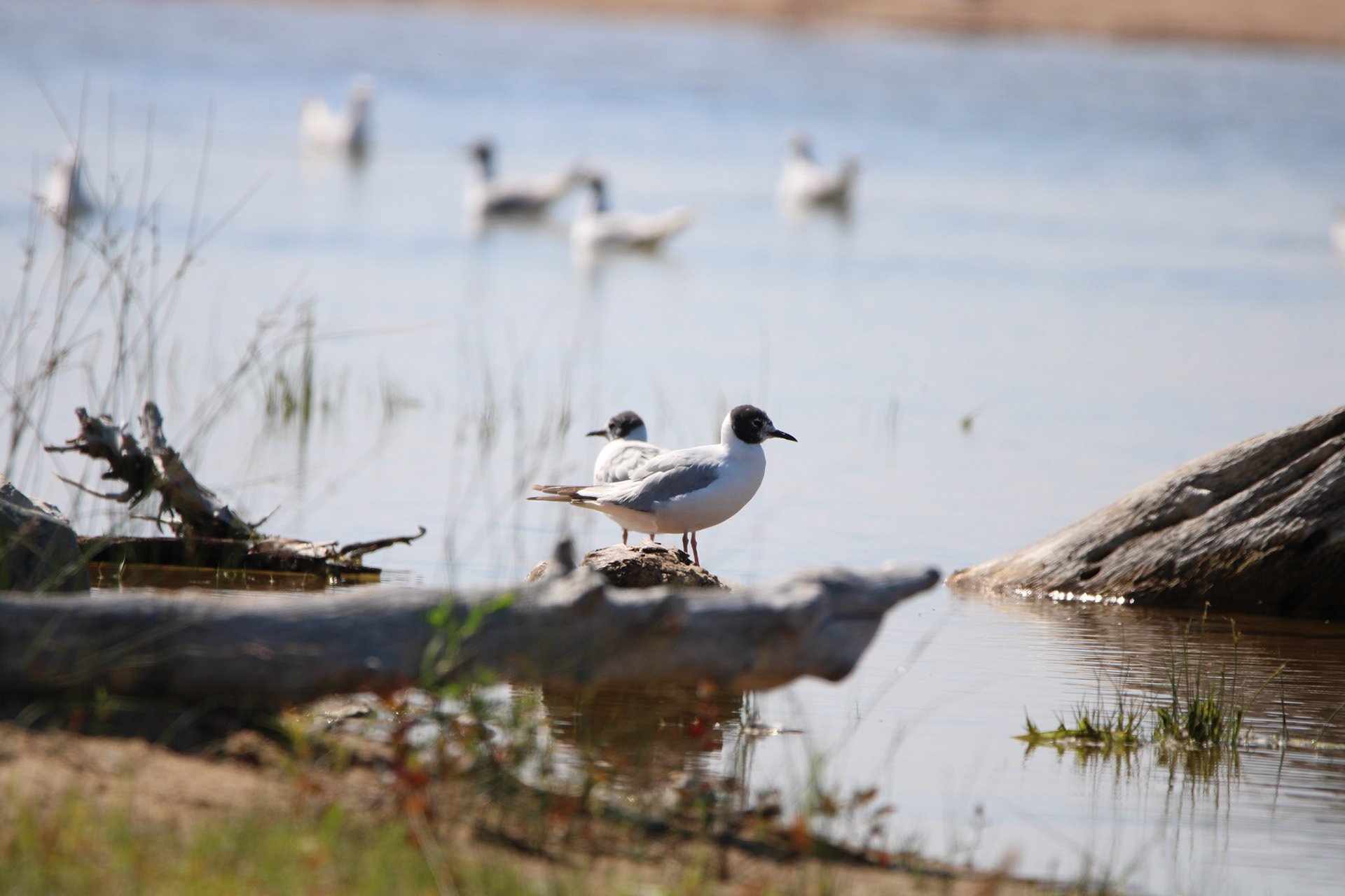 Boneparte's Gull