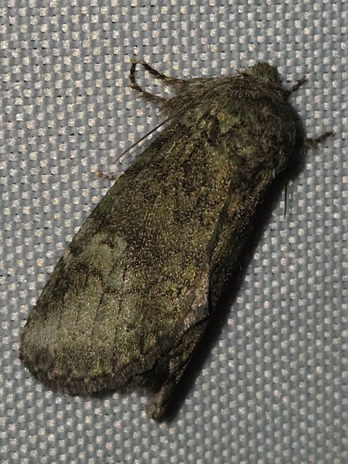 Drab Prominent Moth?