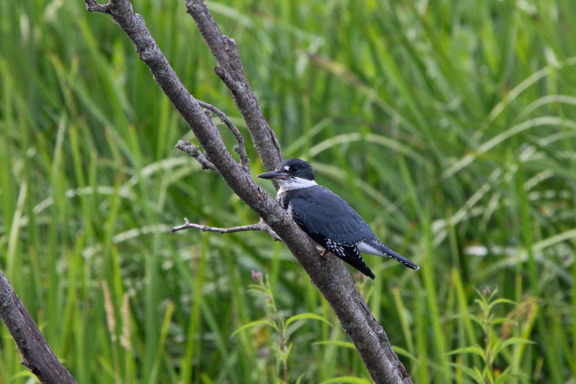 Belted Kingfisher