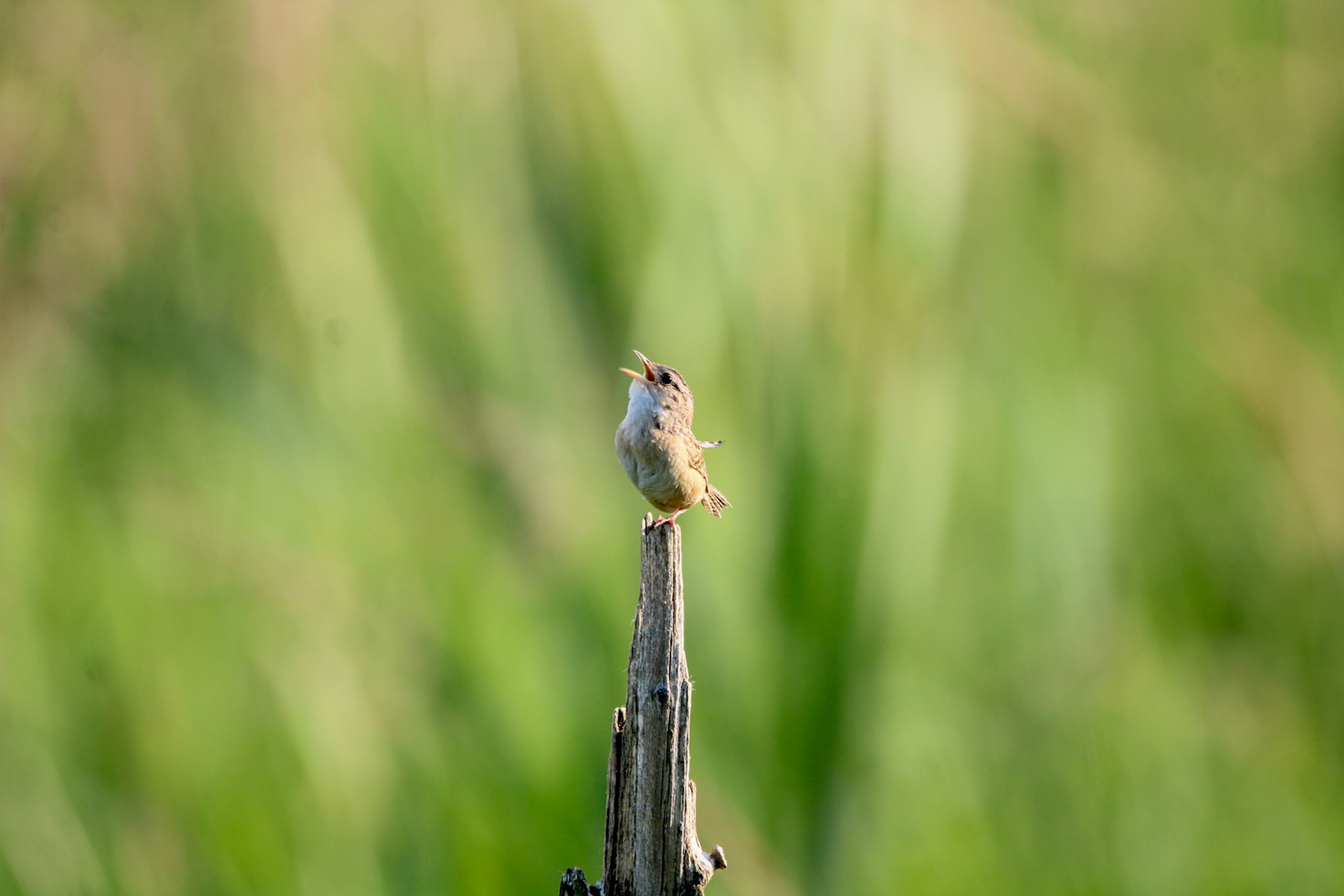 Sedge Wren