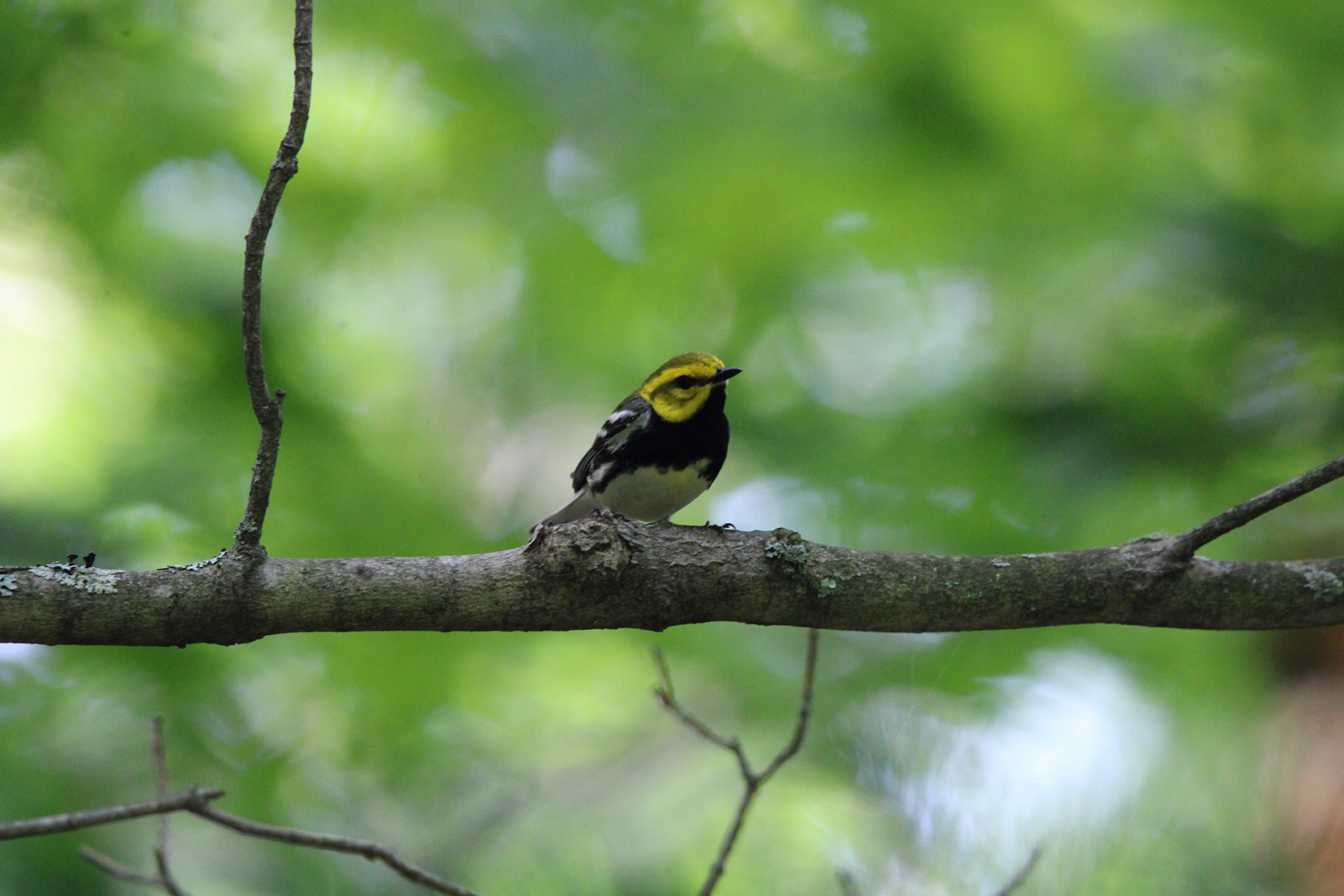 Black-throated Green Warbler