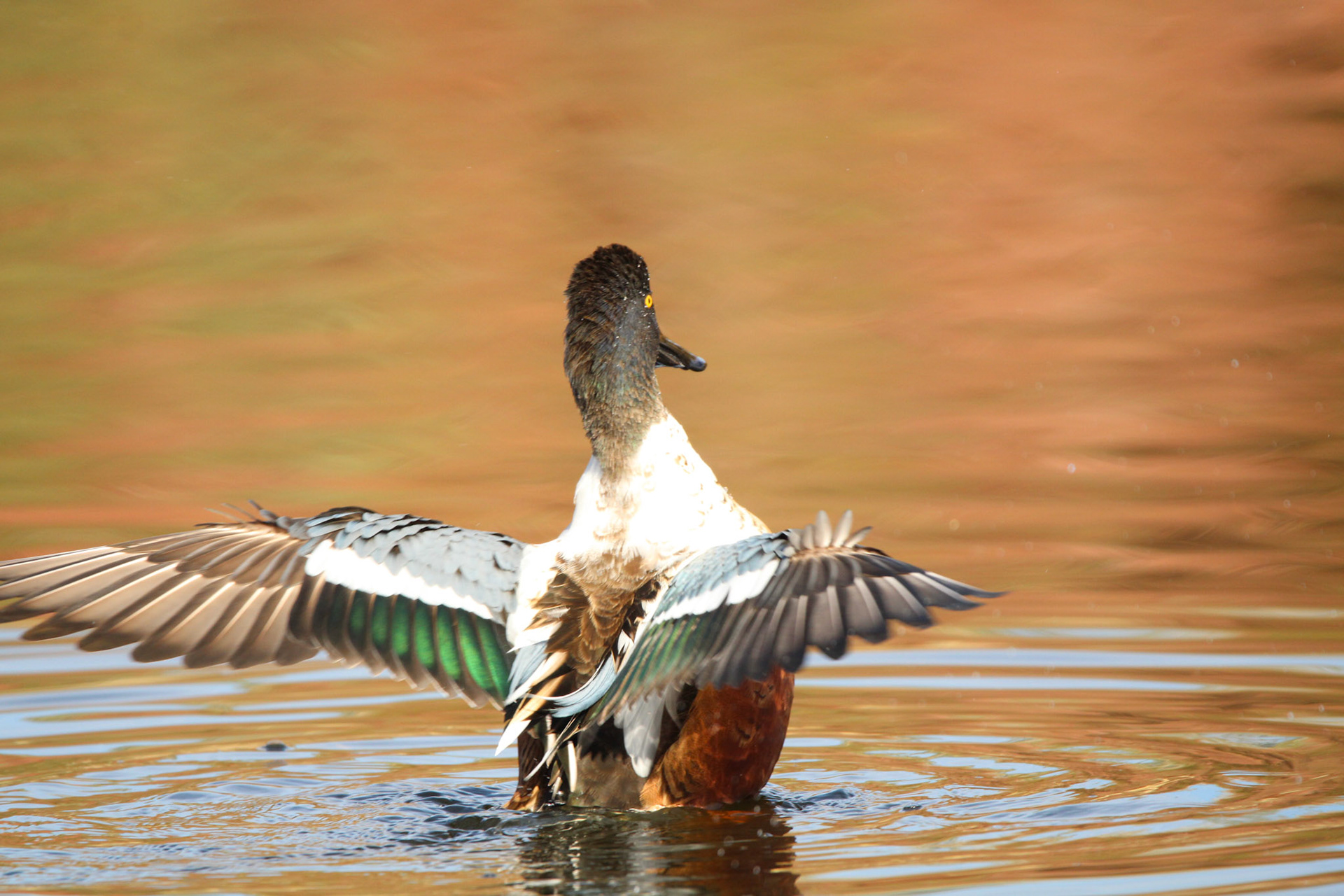 Northern Shoveler