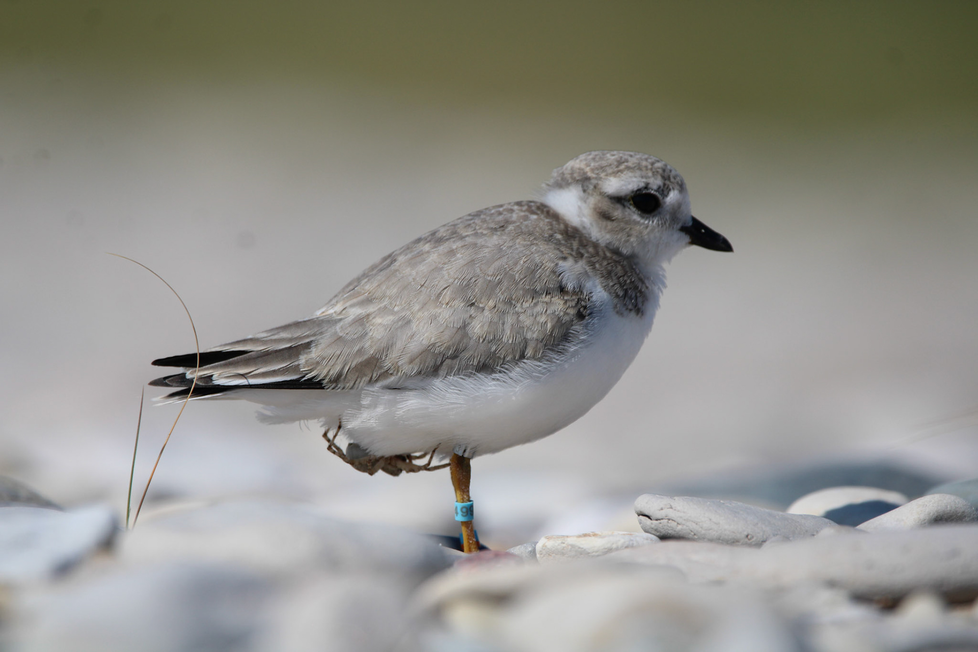 Piping Plover