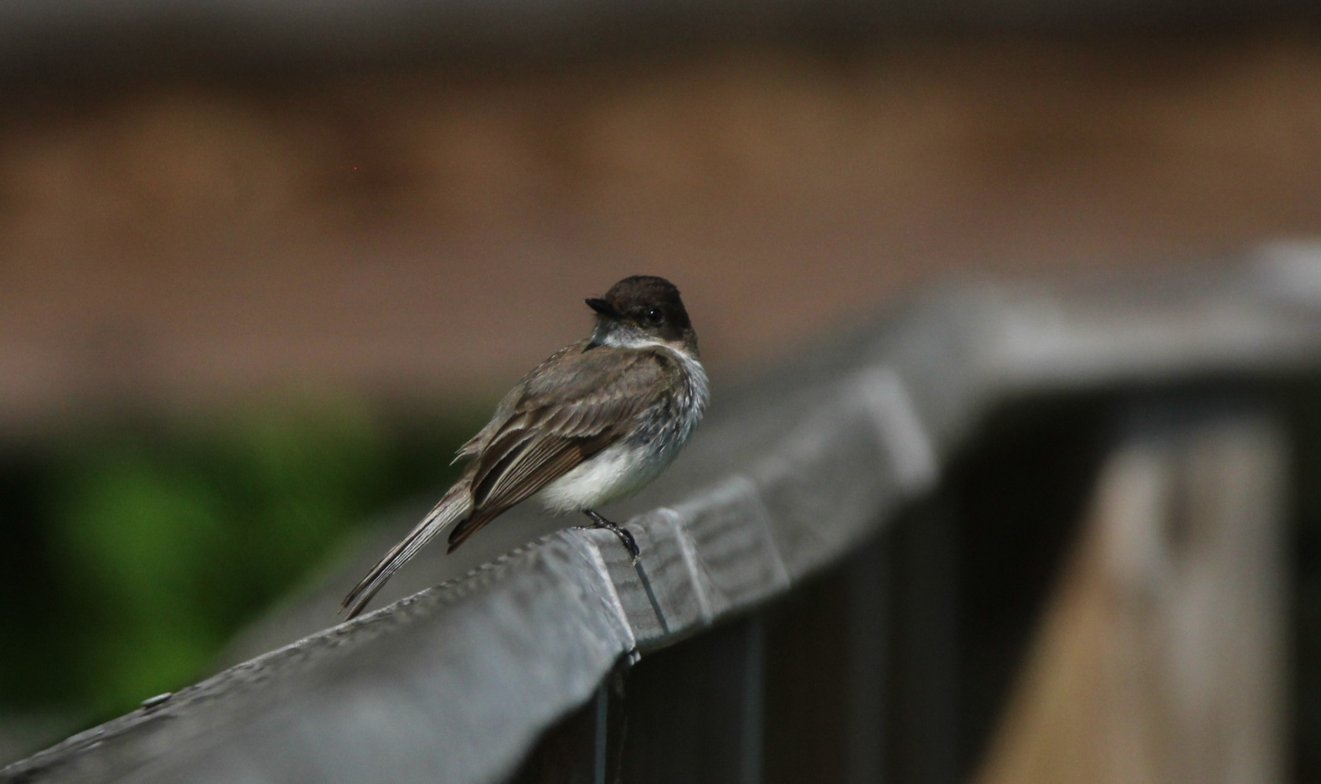 Eastern Phoebe