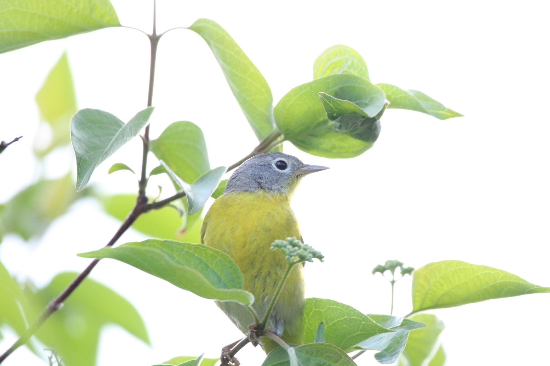 Nashville Warbler