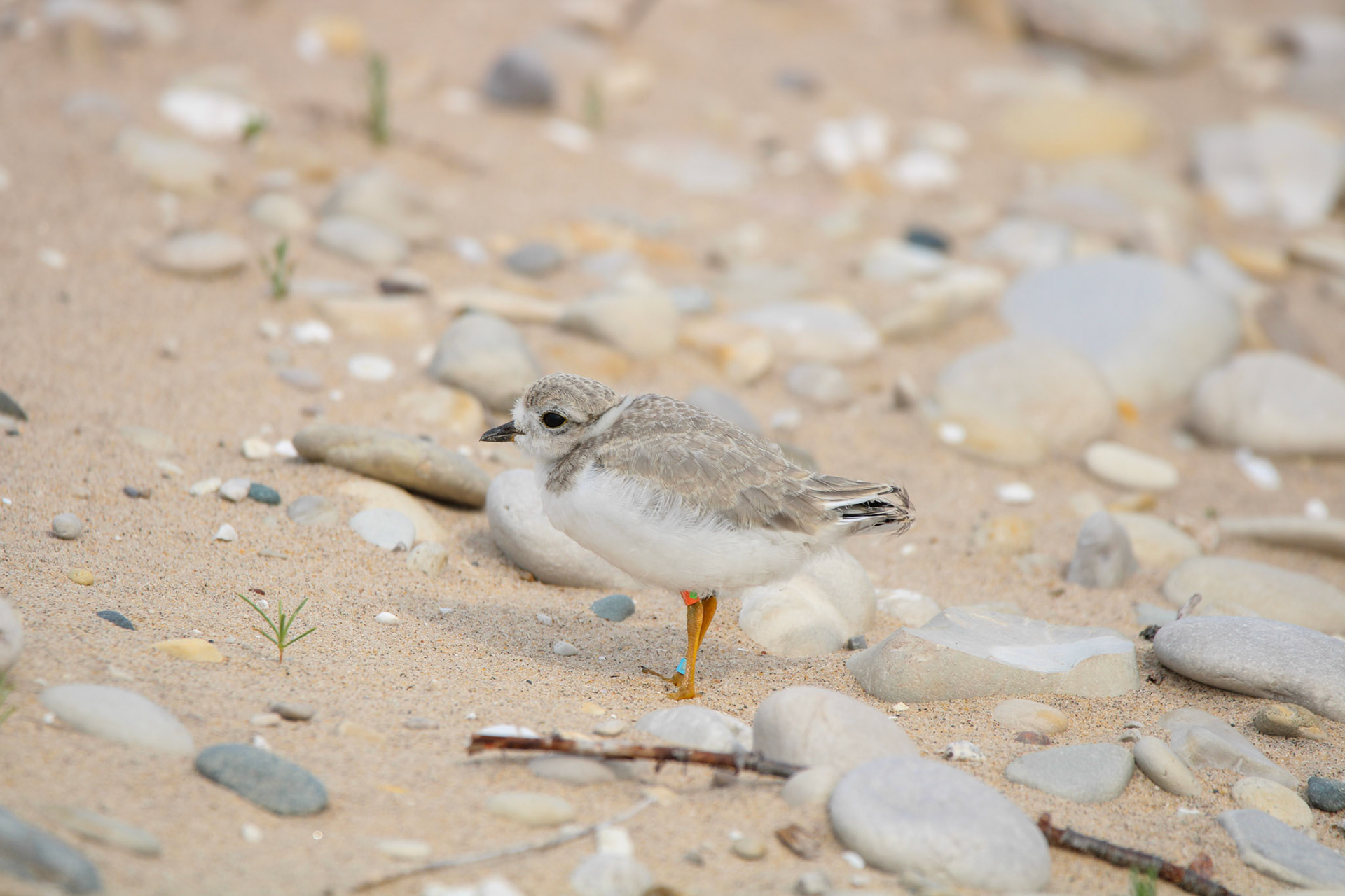 Piping Plover