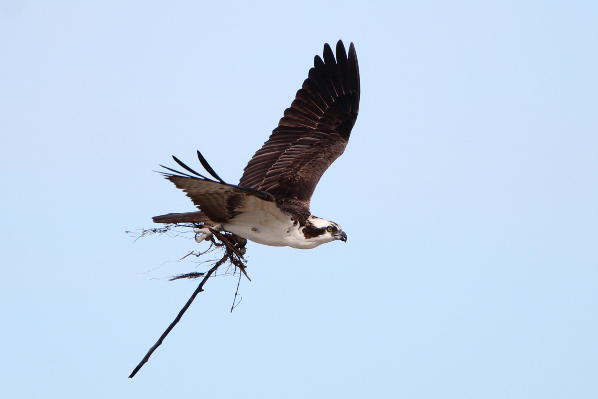 Osprey