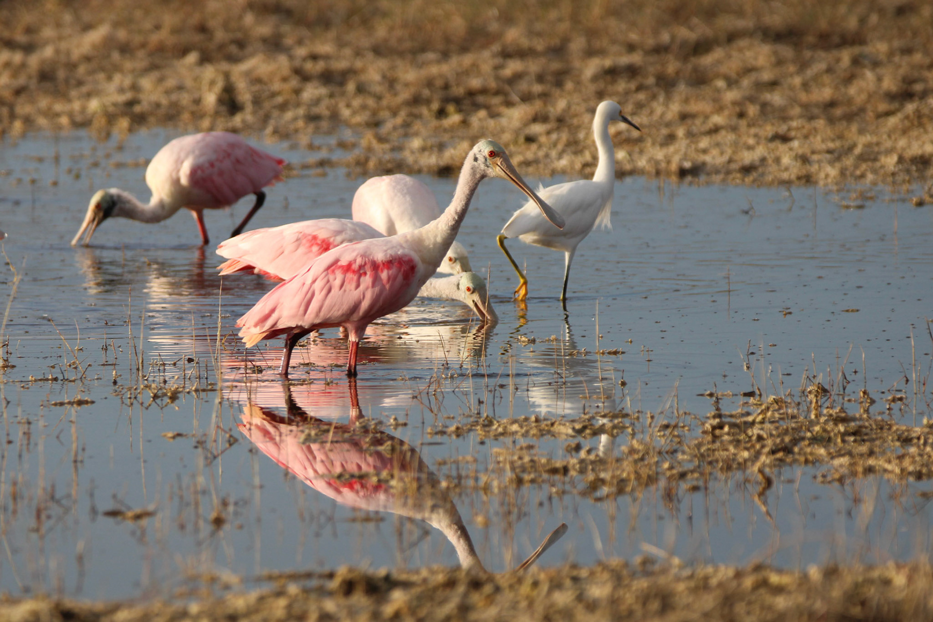 Roseate Spoonbill