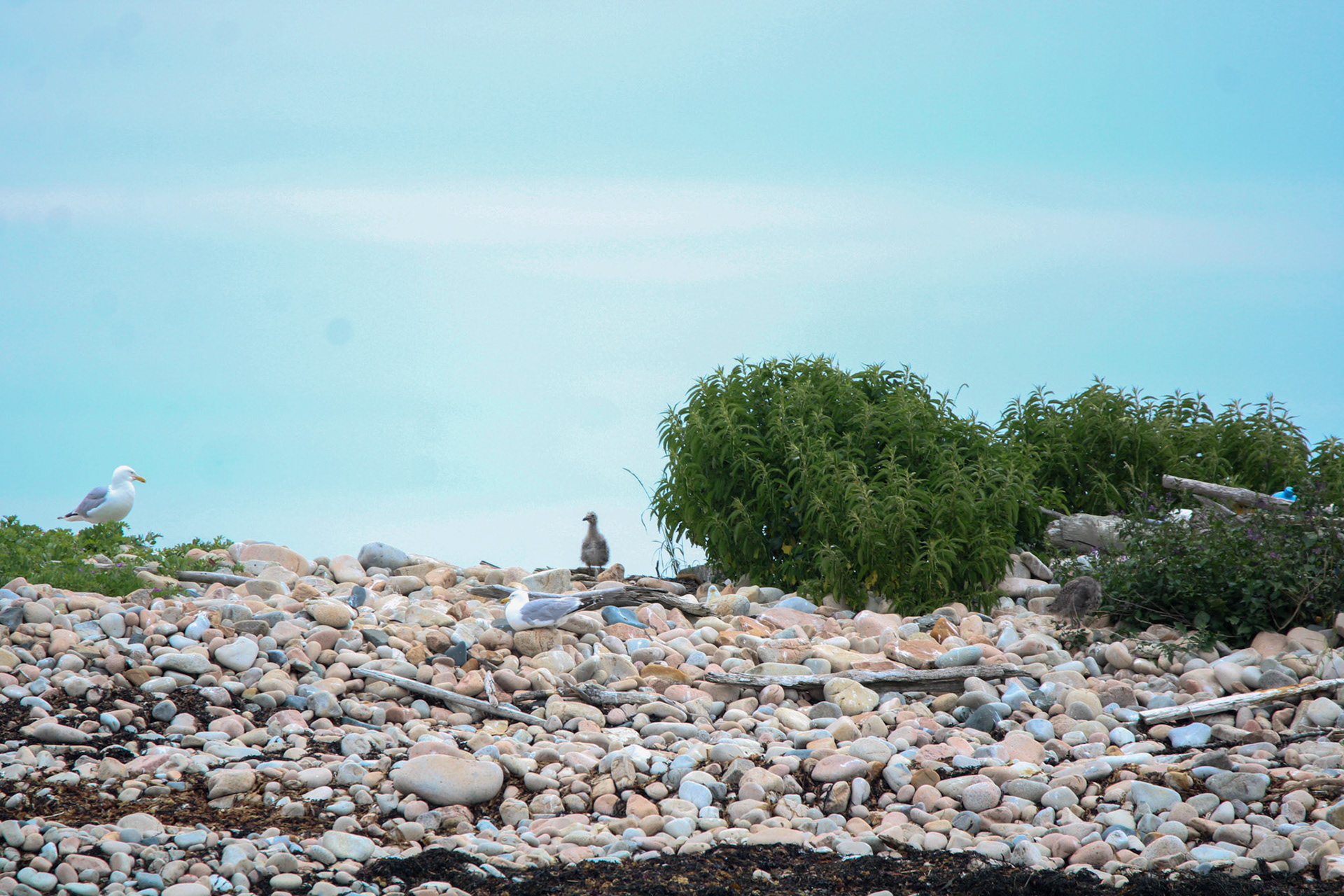 Great Black Backed Gull