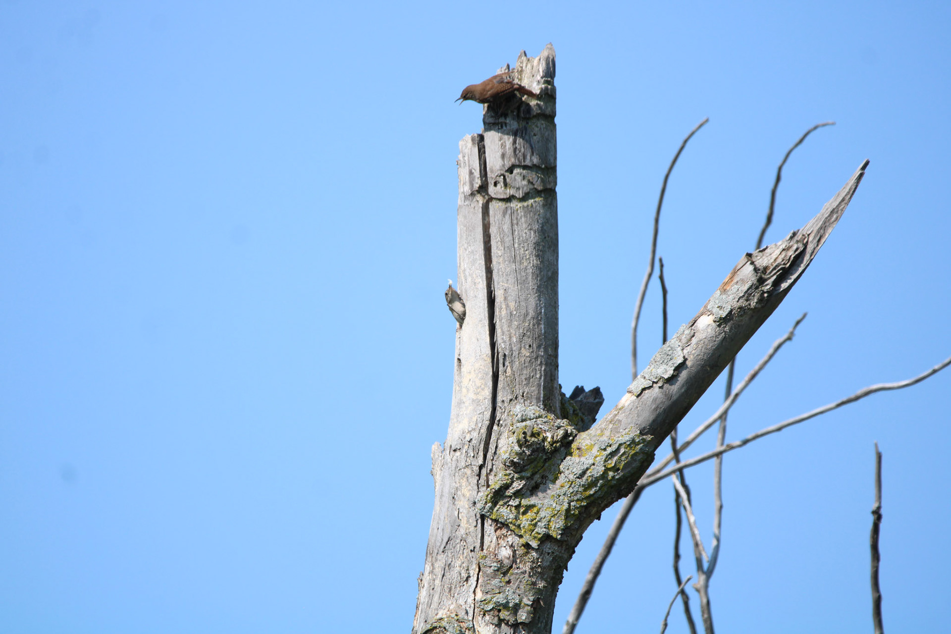 Northern House Wren - Sterling State Park