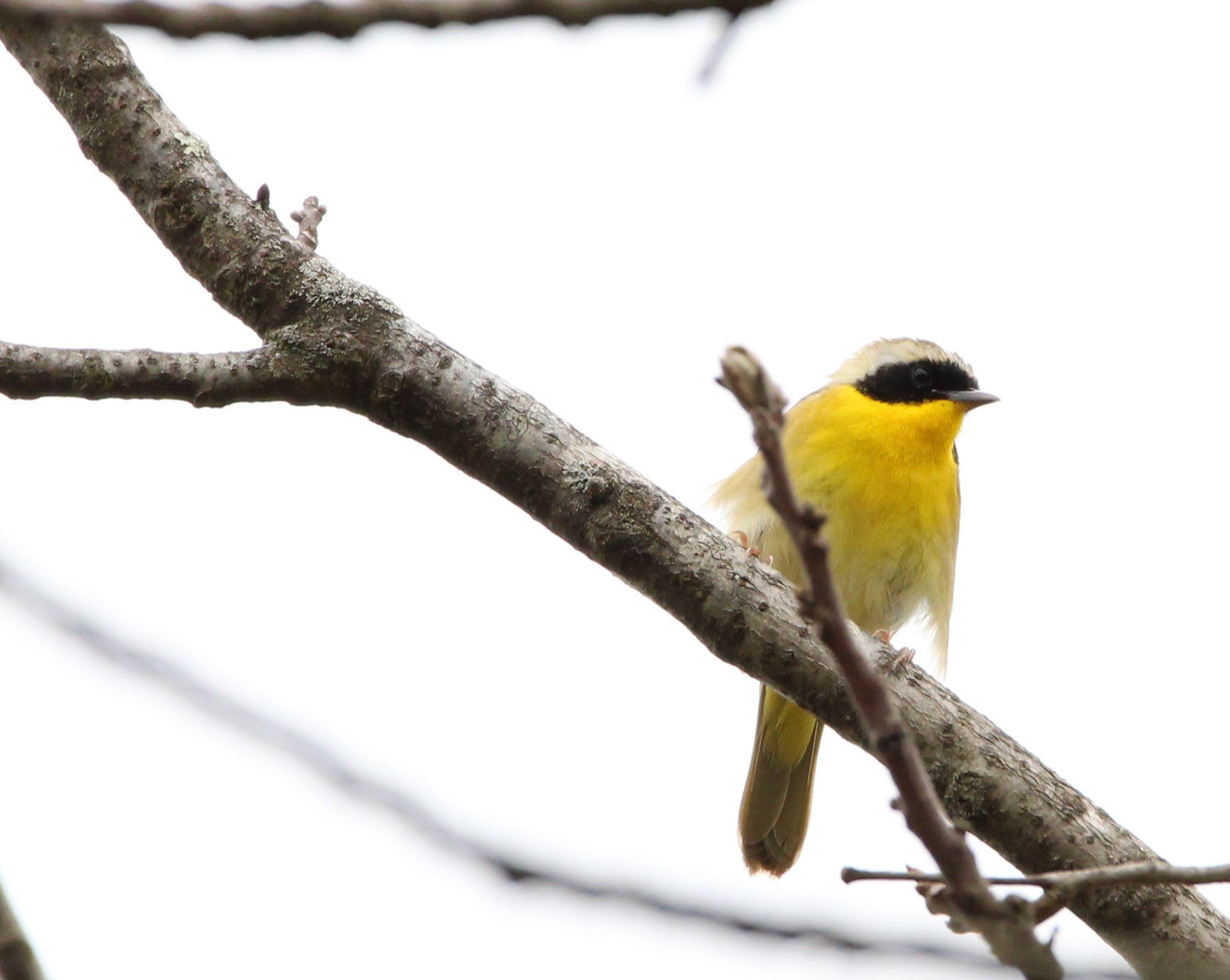 Common Yellowthroat